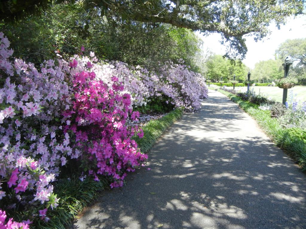 Paved path lined with vibrant pink and purple azaleas under dappled sunlight.