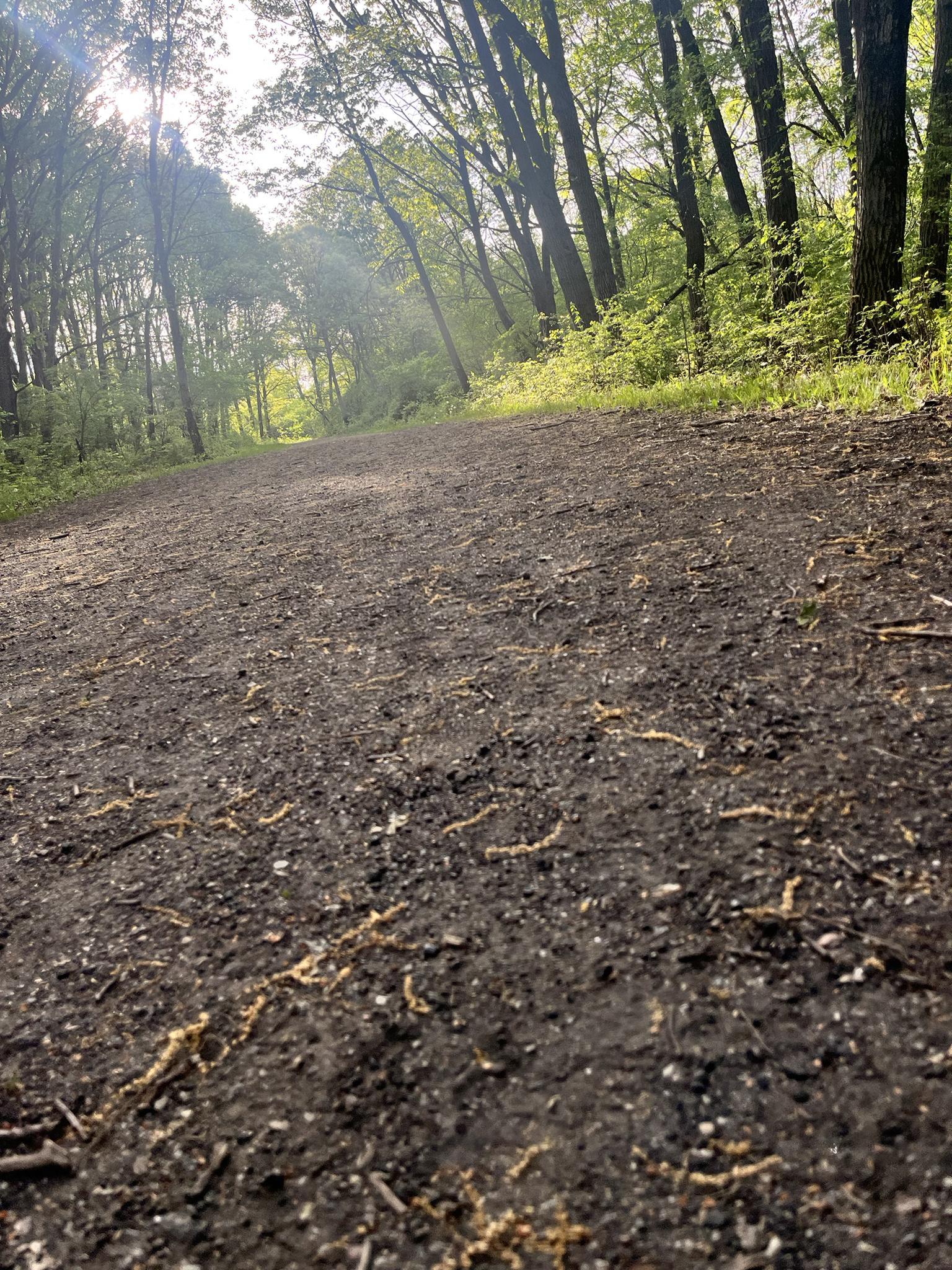 Ground-level view of a dirt path with fallen leaves in a sunlit forest.