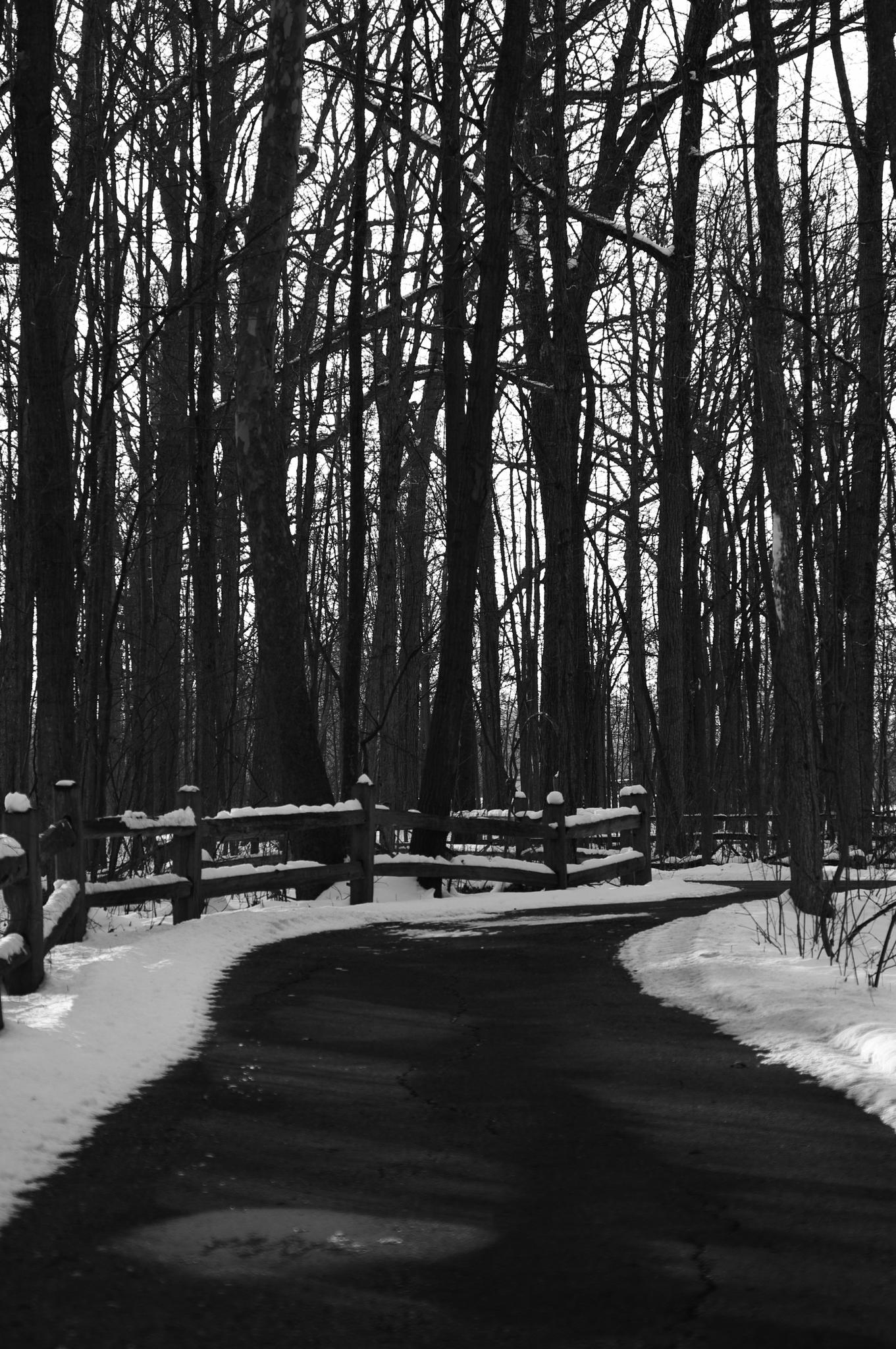 A dark, winding path through a snow-covered forest with bare trees.