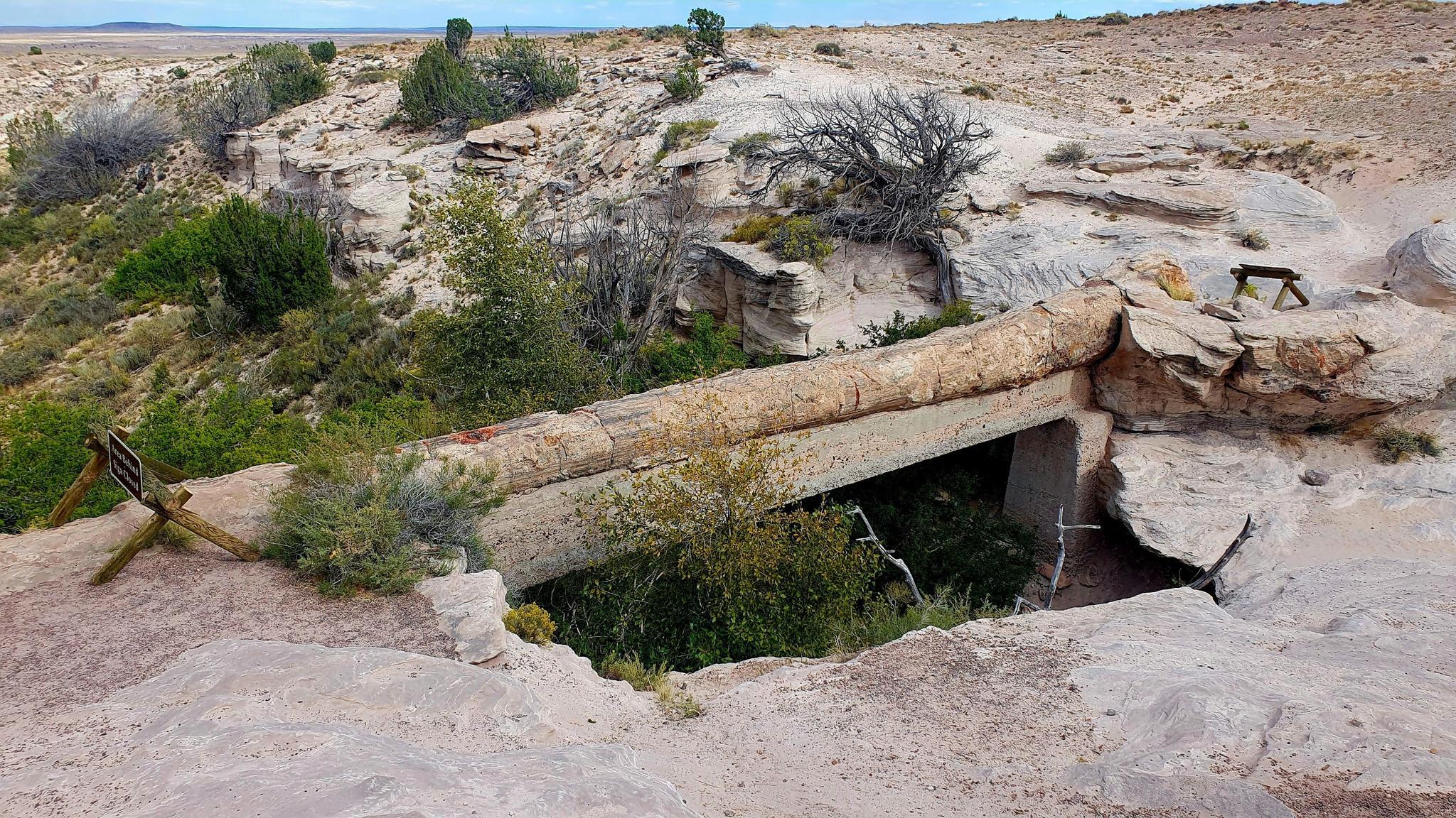 A petrified log forms a natural bridge over a green ravine.