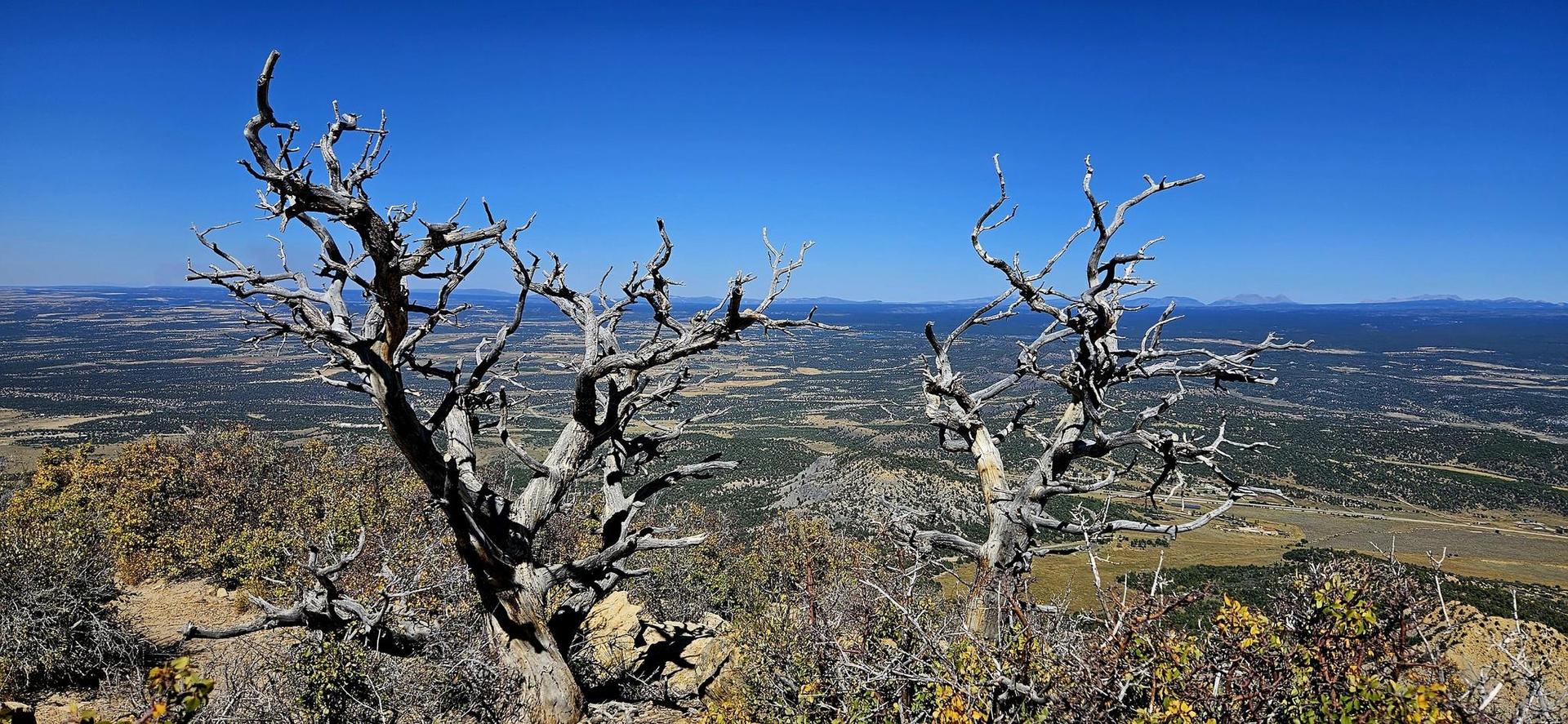 Two gnarled dead trees frame a vast, distant valley under clear blue sky.