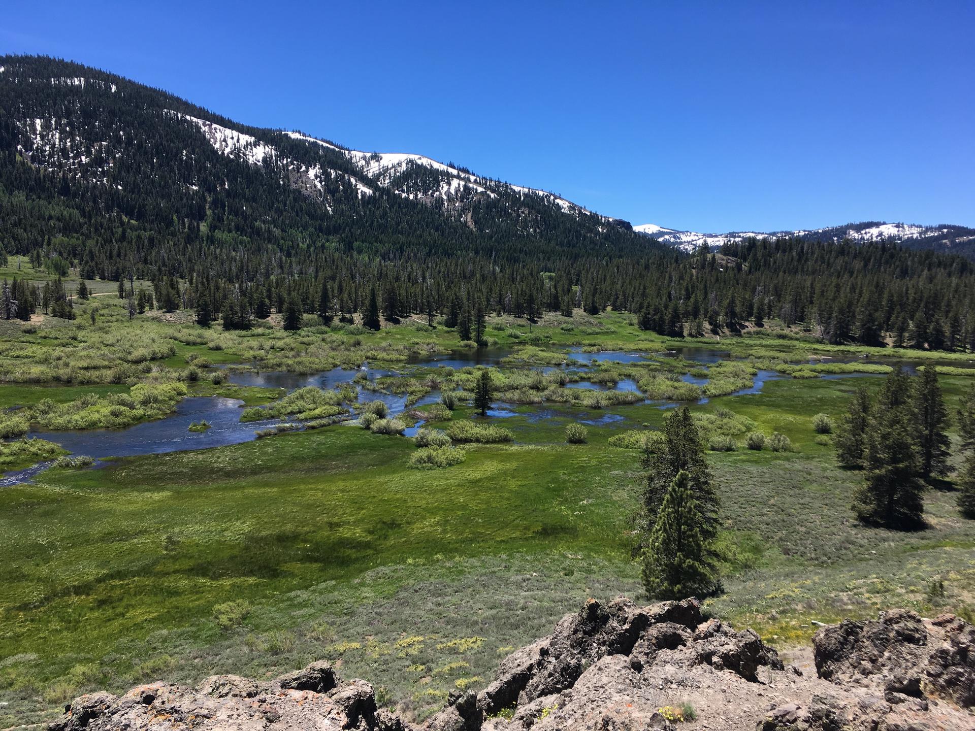 Sunny mountain valley with wetlands, pine forest, and distant snow-capped peaks.