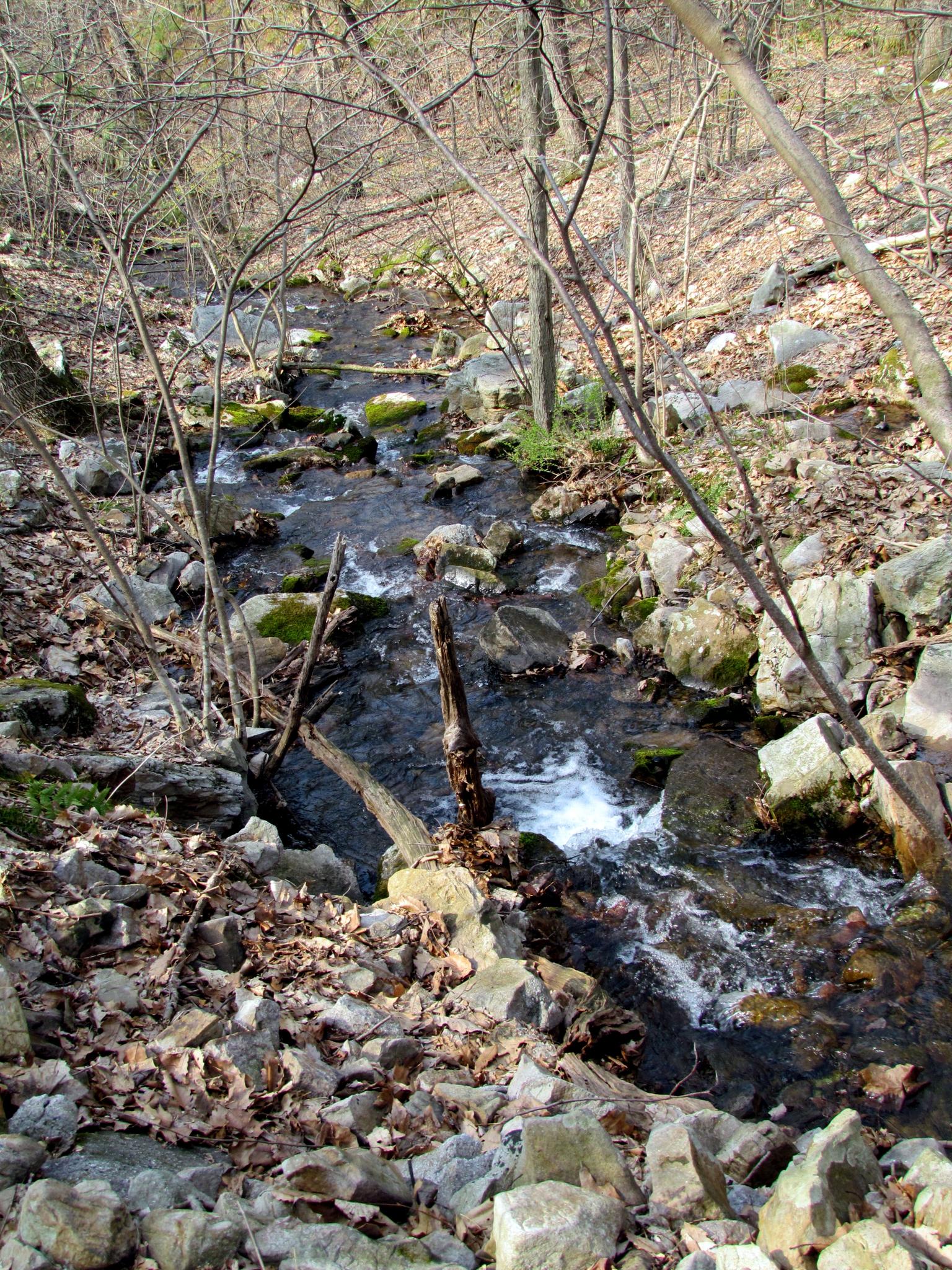 Sunlight illuminates a rocky stream winding through a forest of bare trees.