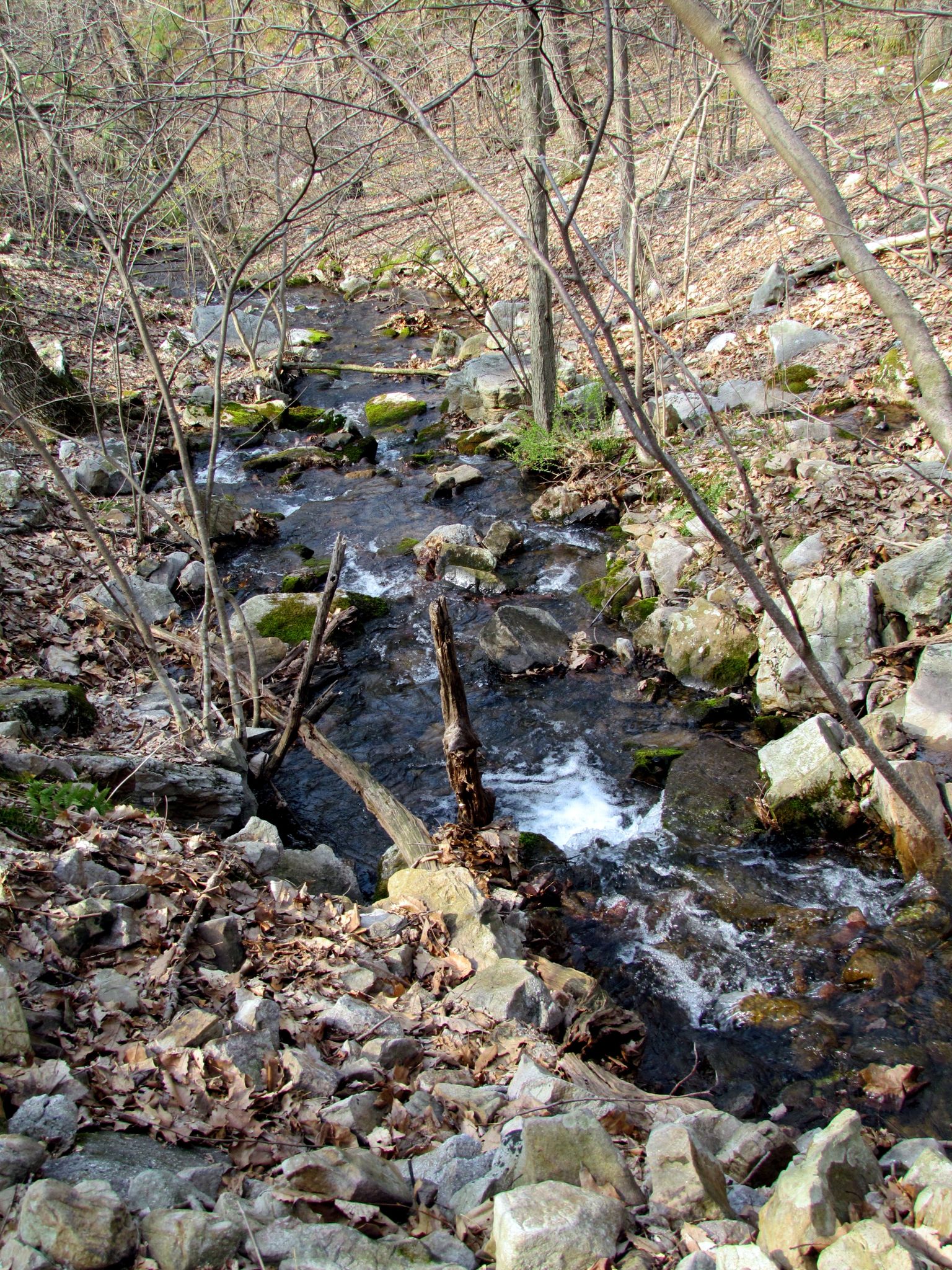 Sunlight illuminates a rocky stream winding through a forest of bare trees. - Creek Trail Loop