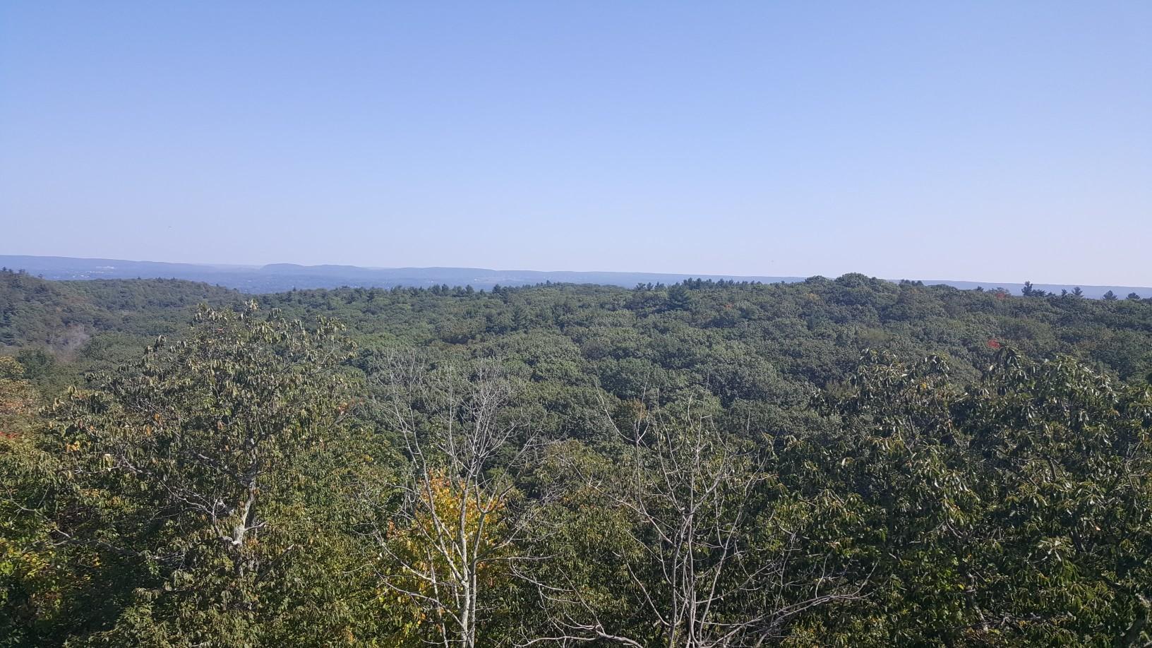 Expansive green forest canopy stretching to the horizon under a clear blue sky.
