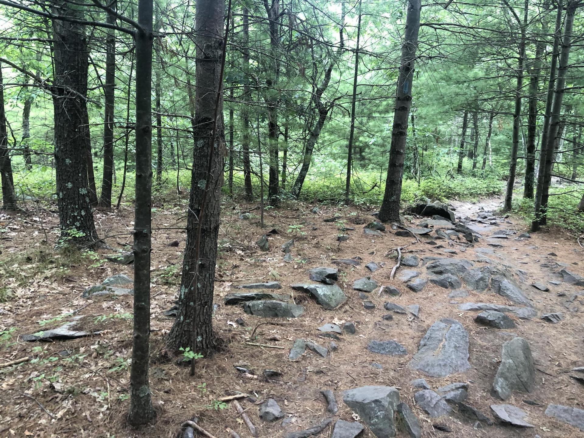 Rocky forest path winding through tall pine trees on an overcast day.