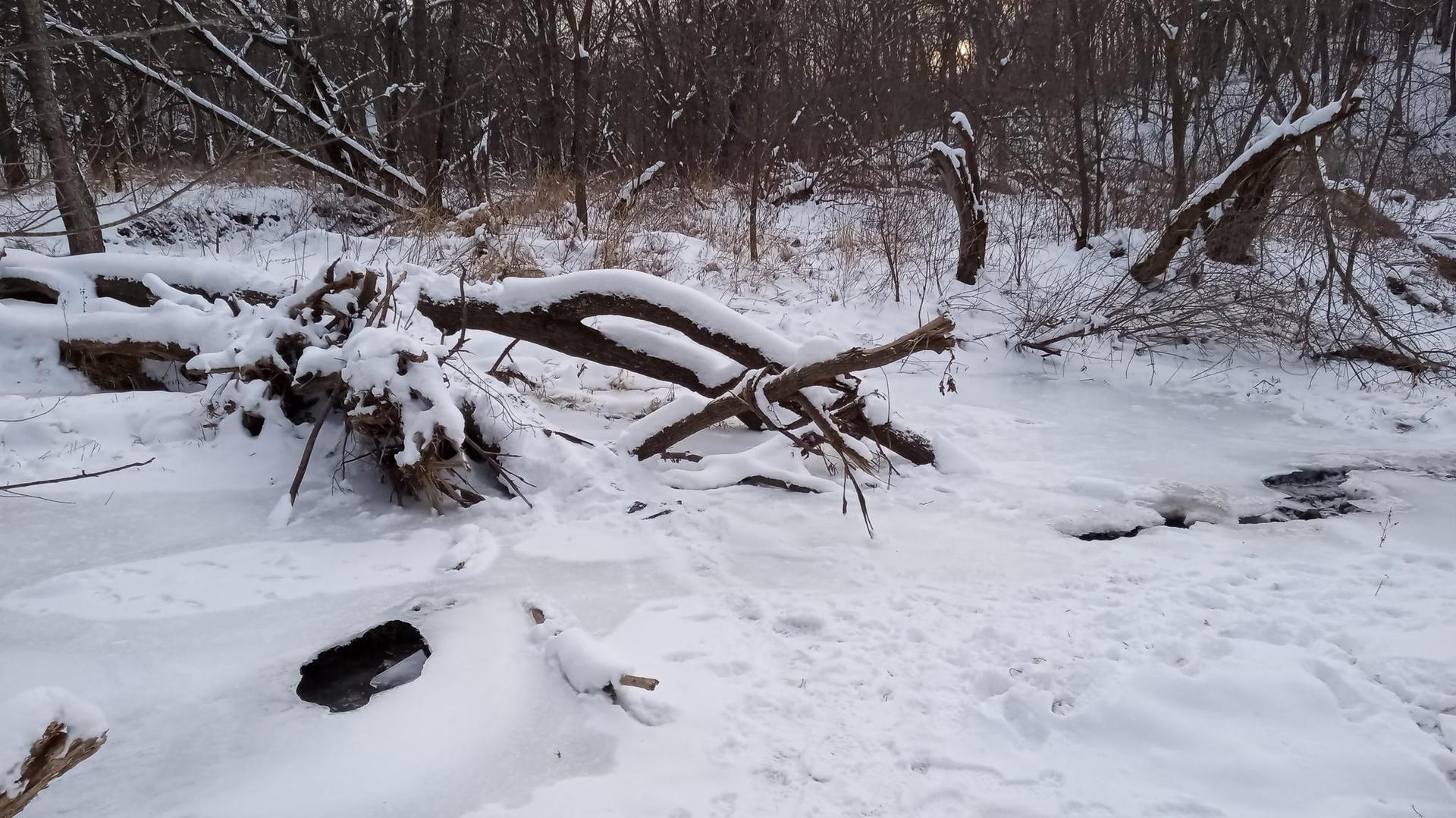 Deep snow covers fallen trees and a partially frozen stream in a winter forest.