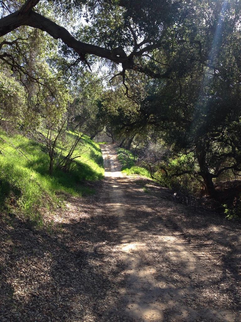 A sun-dappled dirt path winds through a forest with green hillsides.