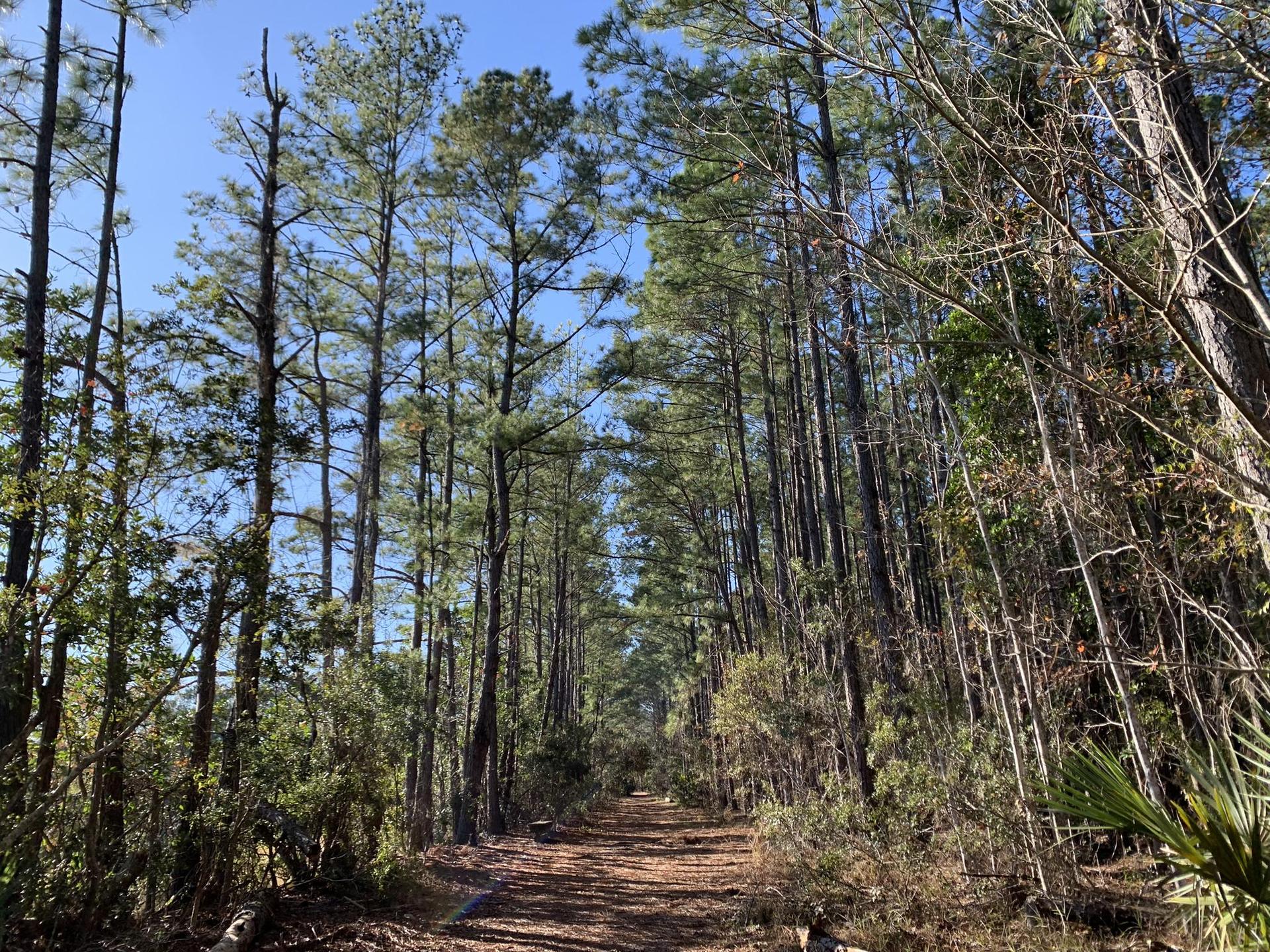 A narrow dirt path winds through a dense forest of tall pine trees.