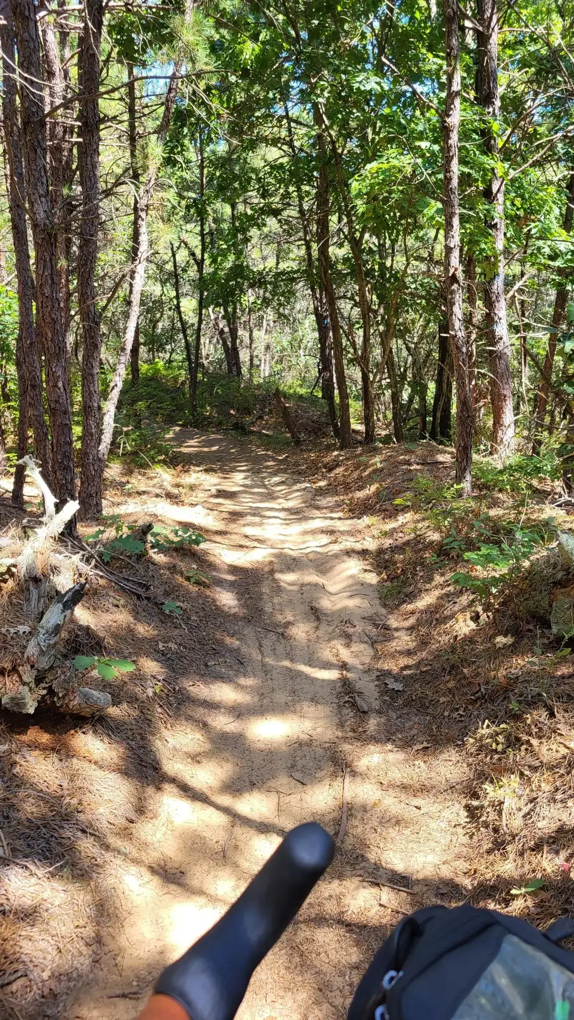 Sun-dappled dirt path through a dense forest, seen from a bike.