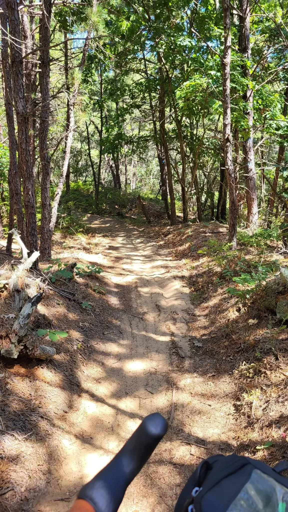 Sun-dappled dirt path through a dense forest, seen from a bike. - Paumanok Path and Red Trail Loop