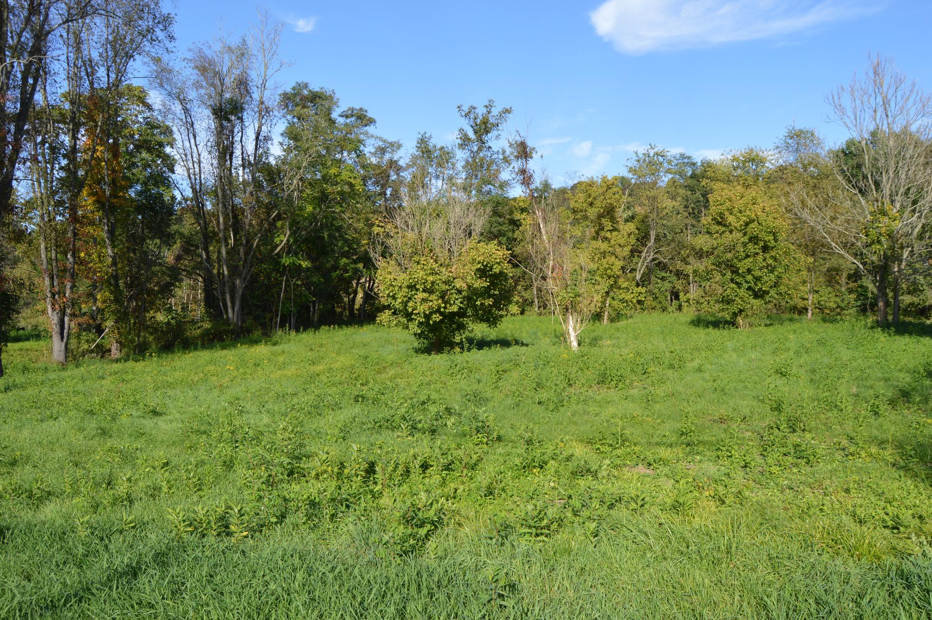 Sunny day over a green grassy field bordered by a mixed forest.