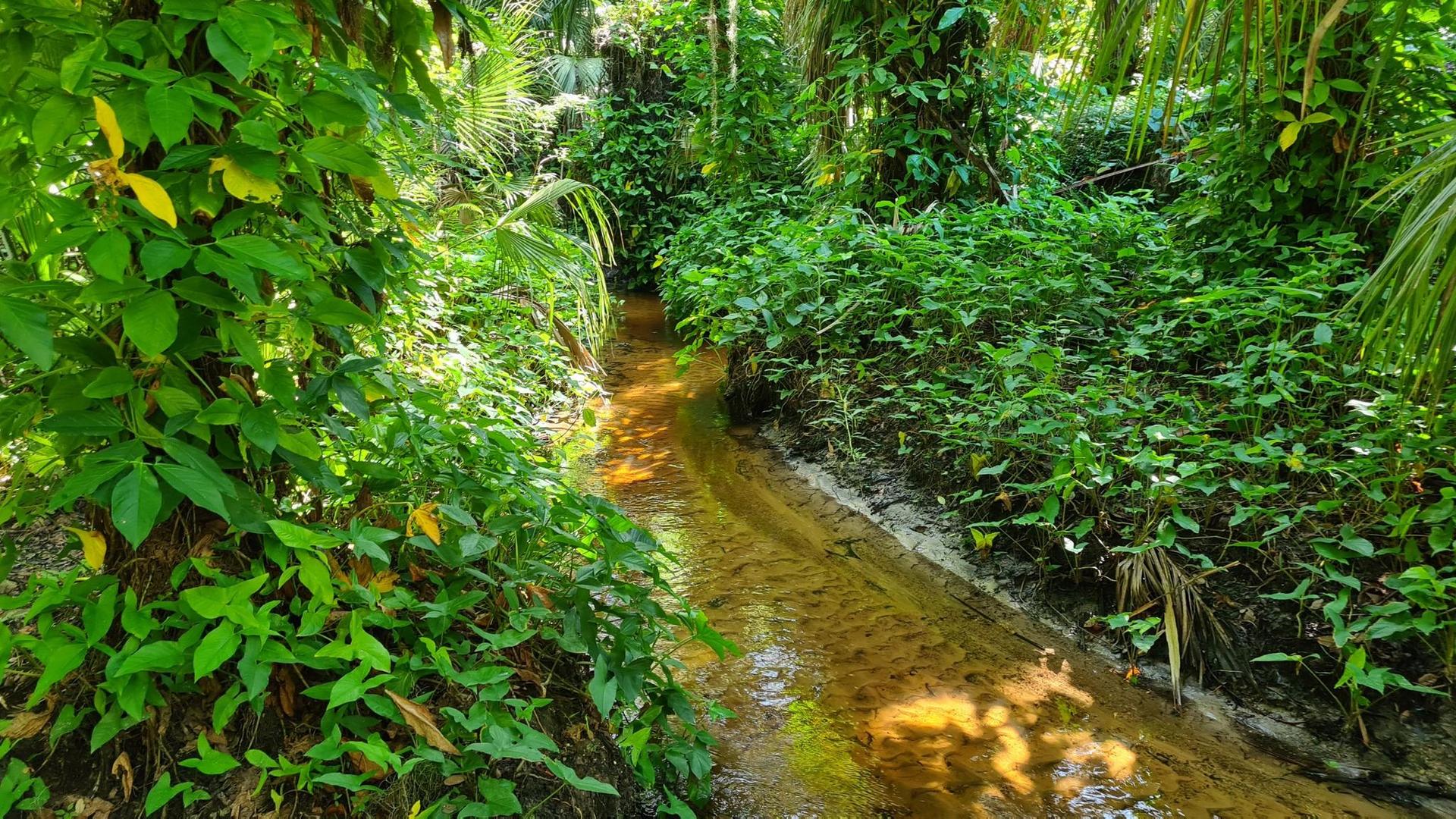 A narrow, shallow stream flows through dense, sunlit green jungle foliage.