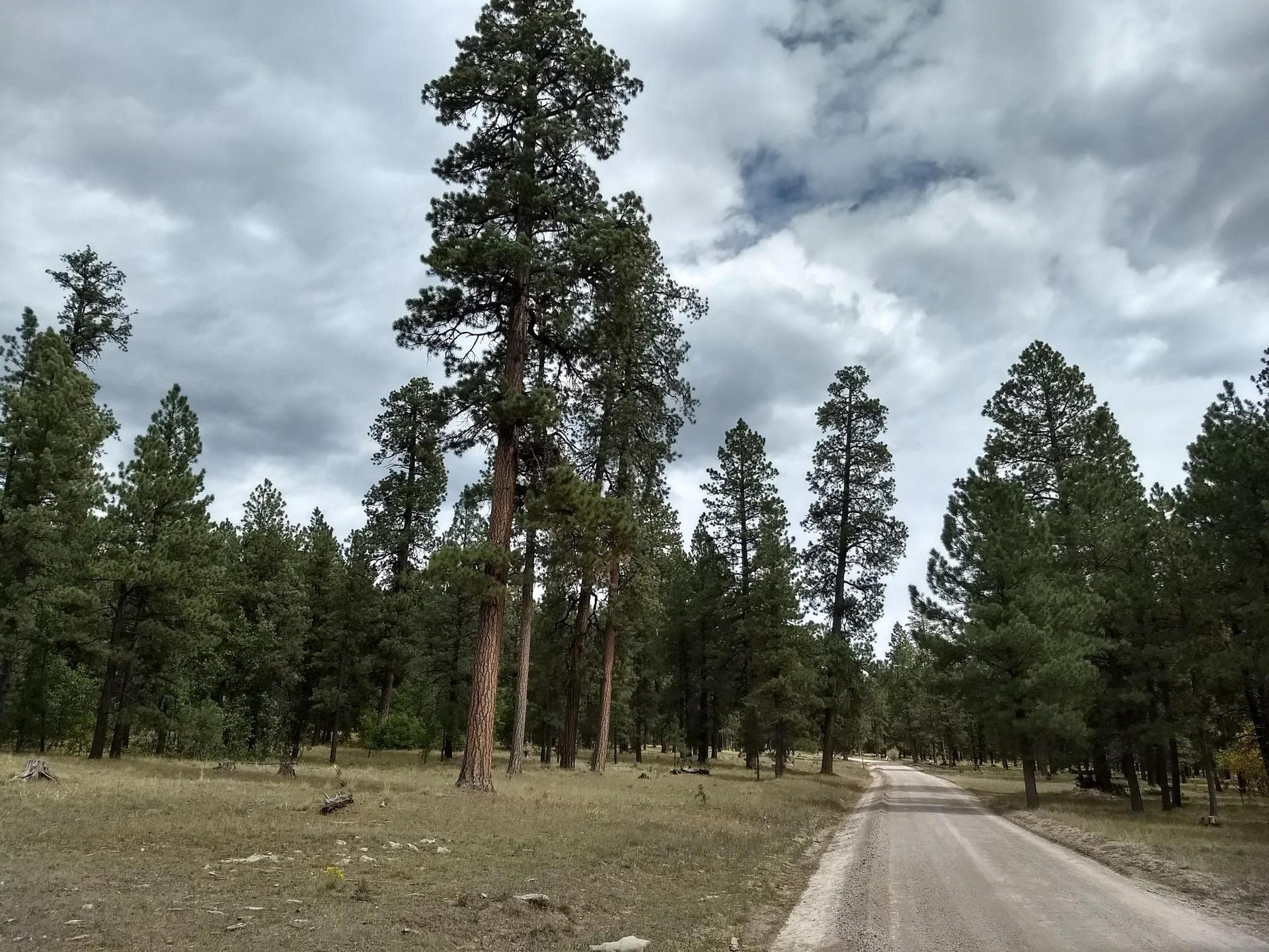 Tall pine trees line a dirt road under an overcast sky.