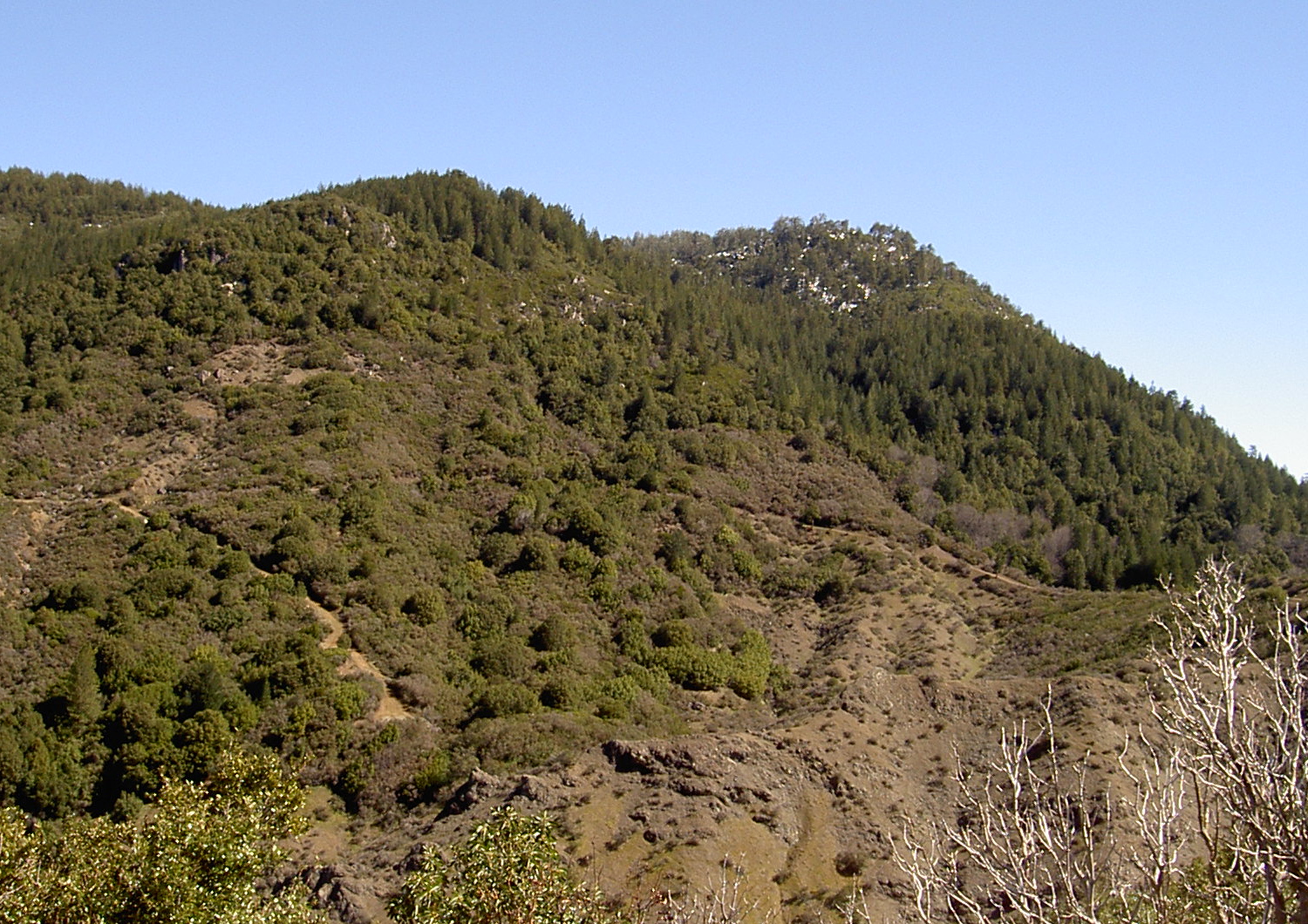 A sunny, forested mountain with a visible winding path under a clear blue sky.