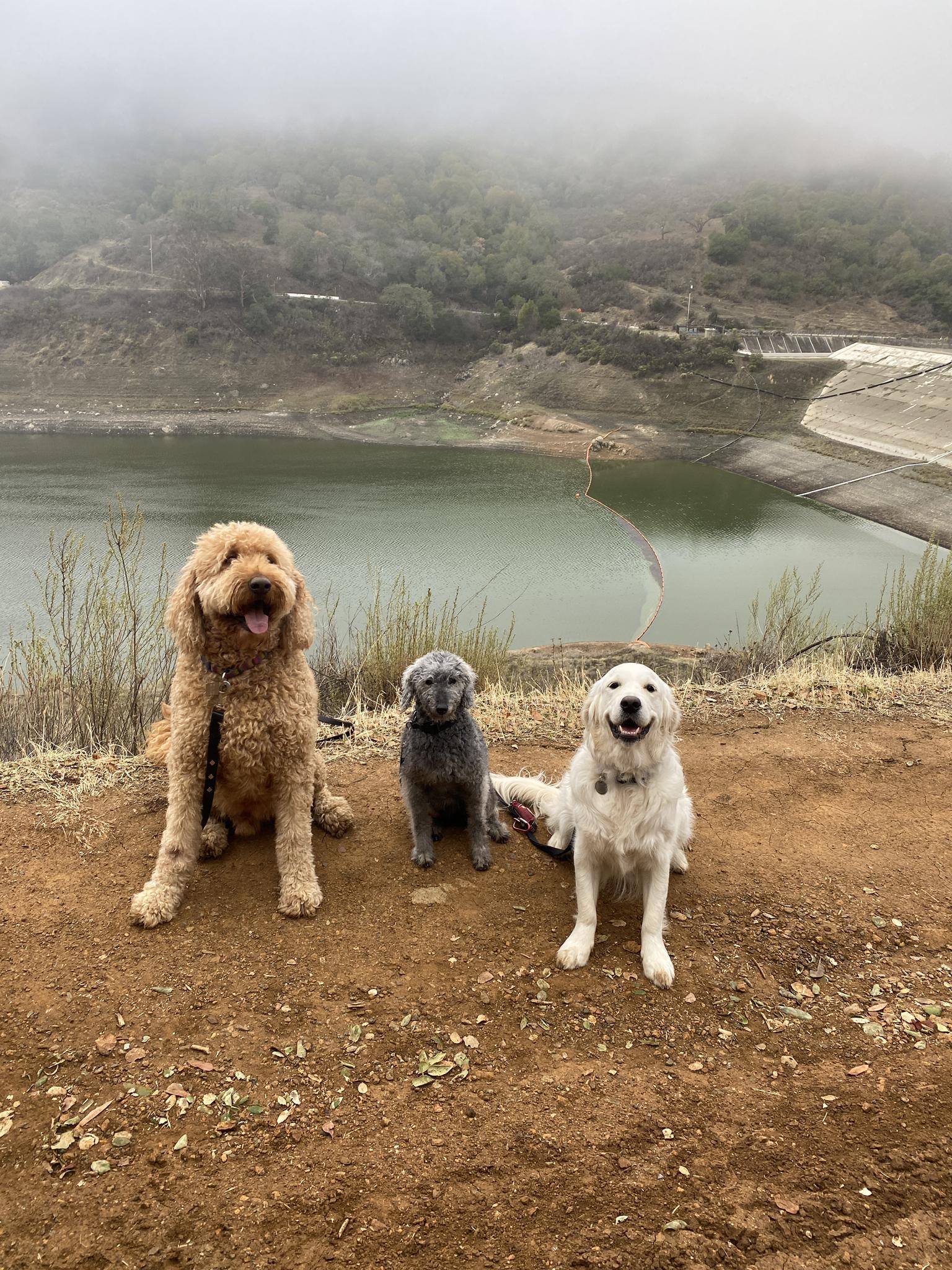 Three happy dogs sitting on a dirt path overlooking a misty lake.