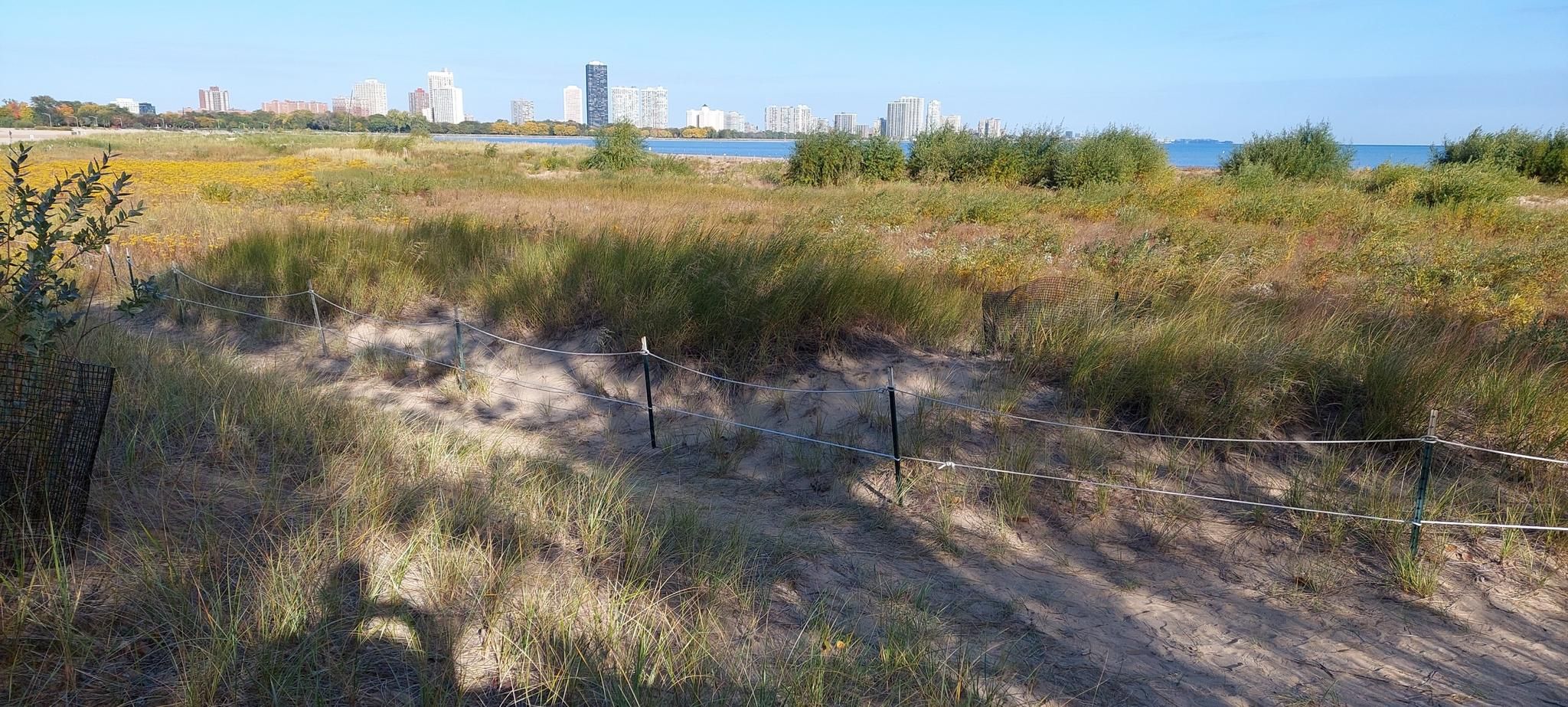 Sunny view of grassy sand dunes with a fence, lake, and city beyond. - Montrose Beach Dunes Natural Area loop
