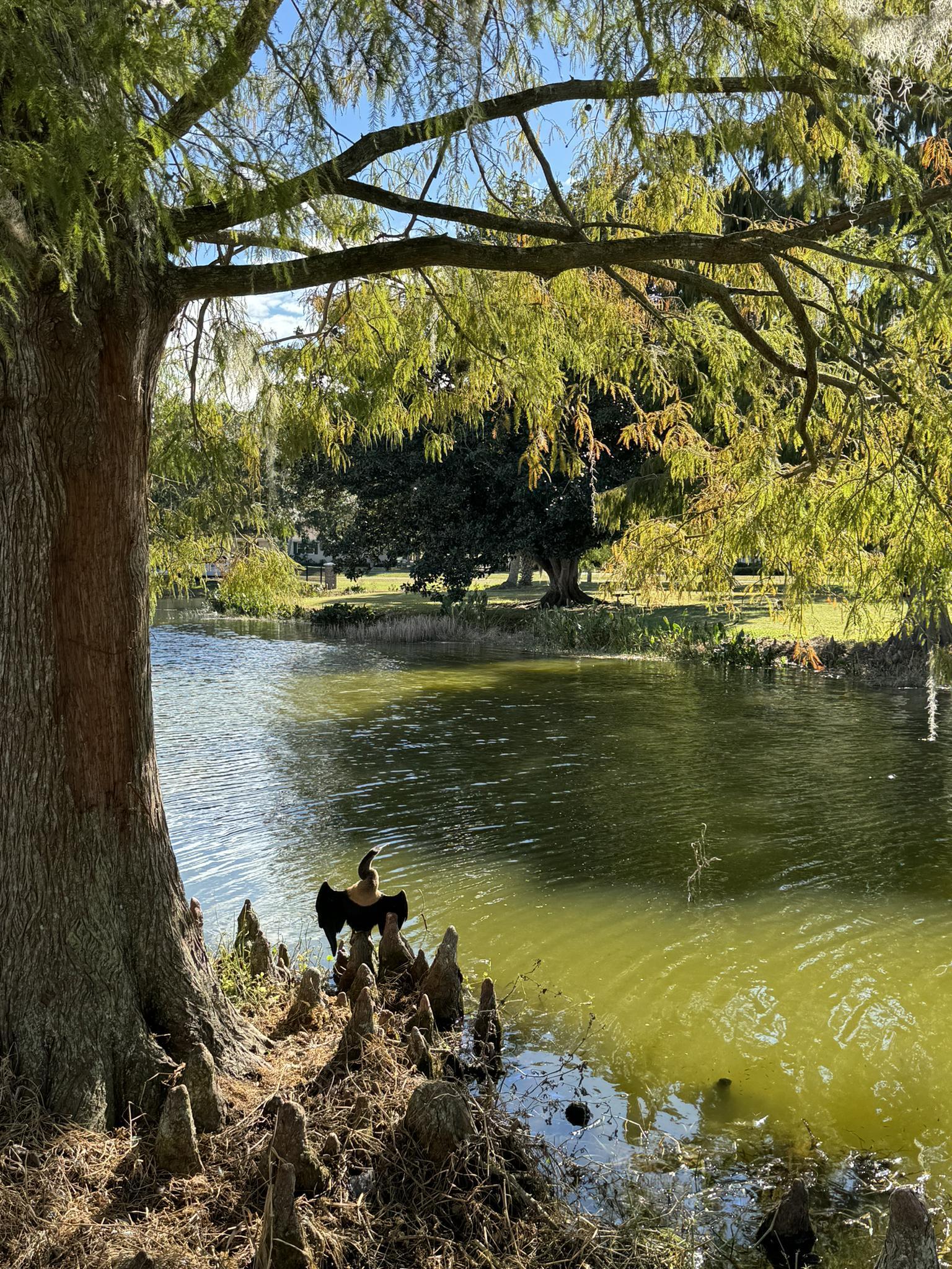 Bird perched on tree roots beside a sunlit green pond.