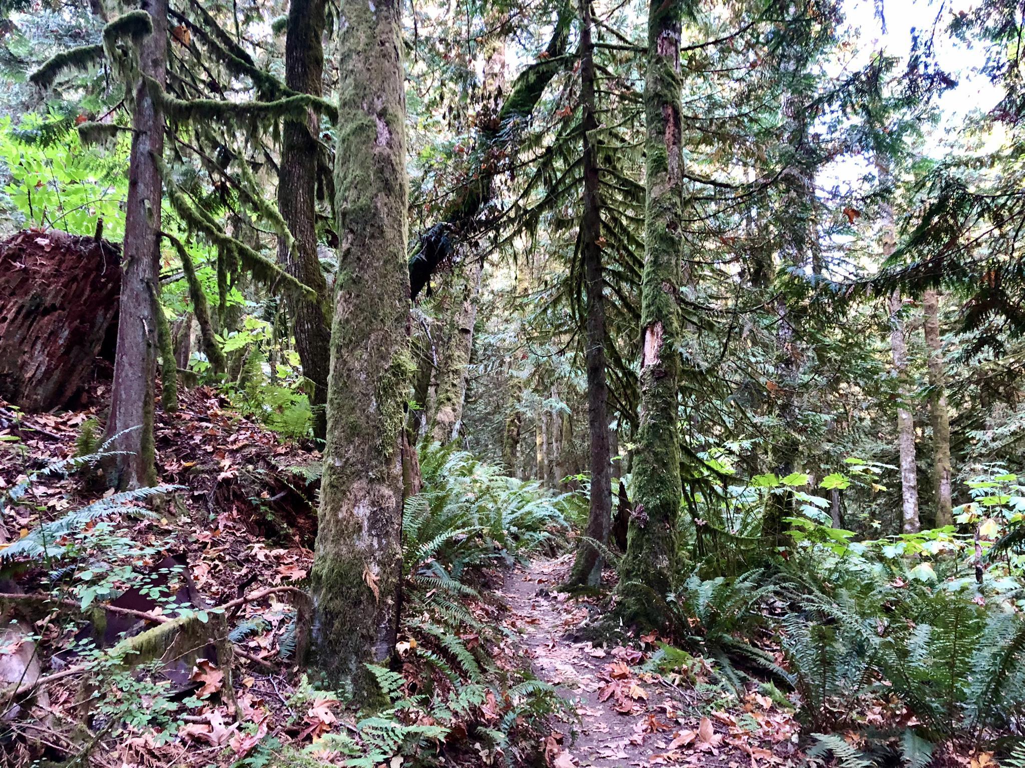 A narrow dirt path winds through a dense, mossy forest with ferns.