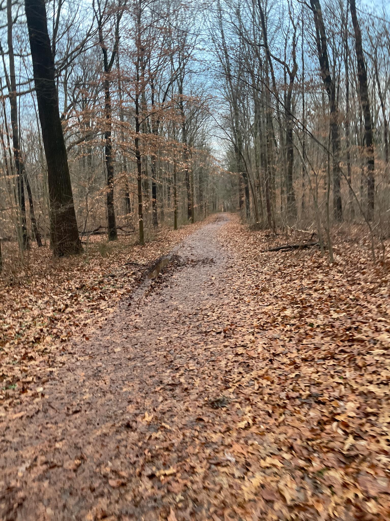 A dirt path covered in brown leaves winds through a bare forest.