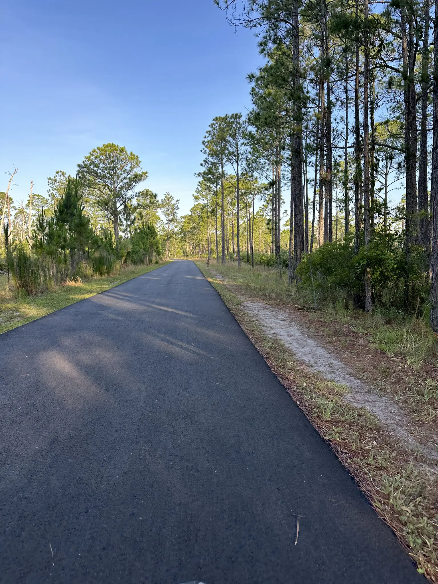 A paved path winds through a forest of tall pine trees on a clear day.