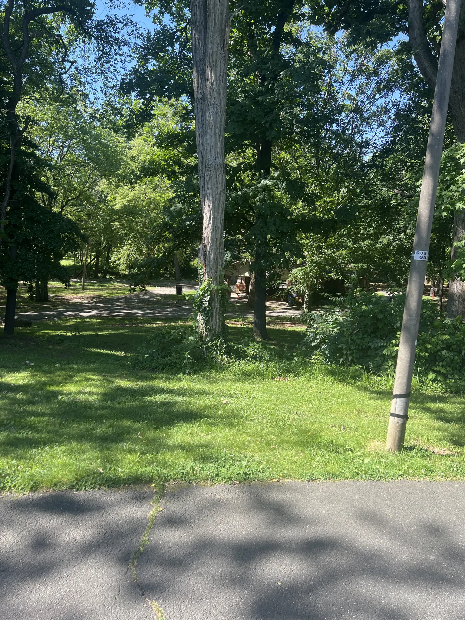 Shaded park with tall trees, green grass, and dappled sunlight.