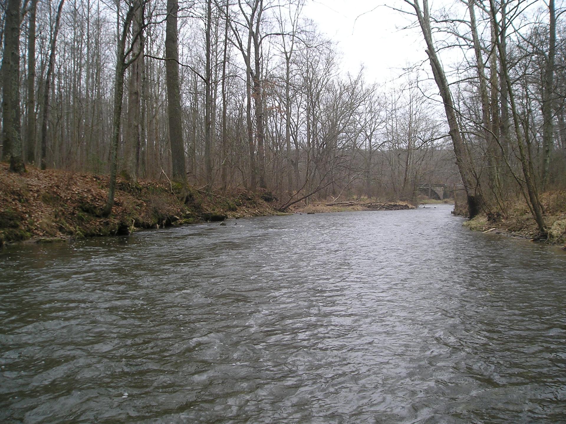 Overcast view of a wide river flowing through a bare winter forest.