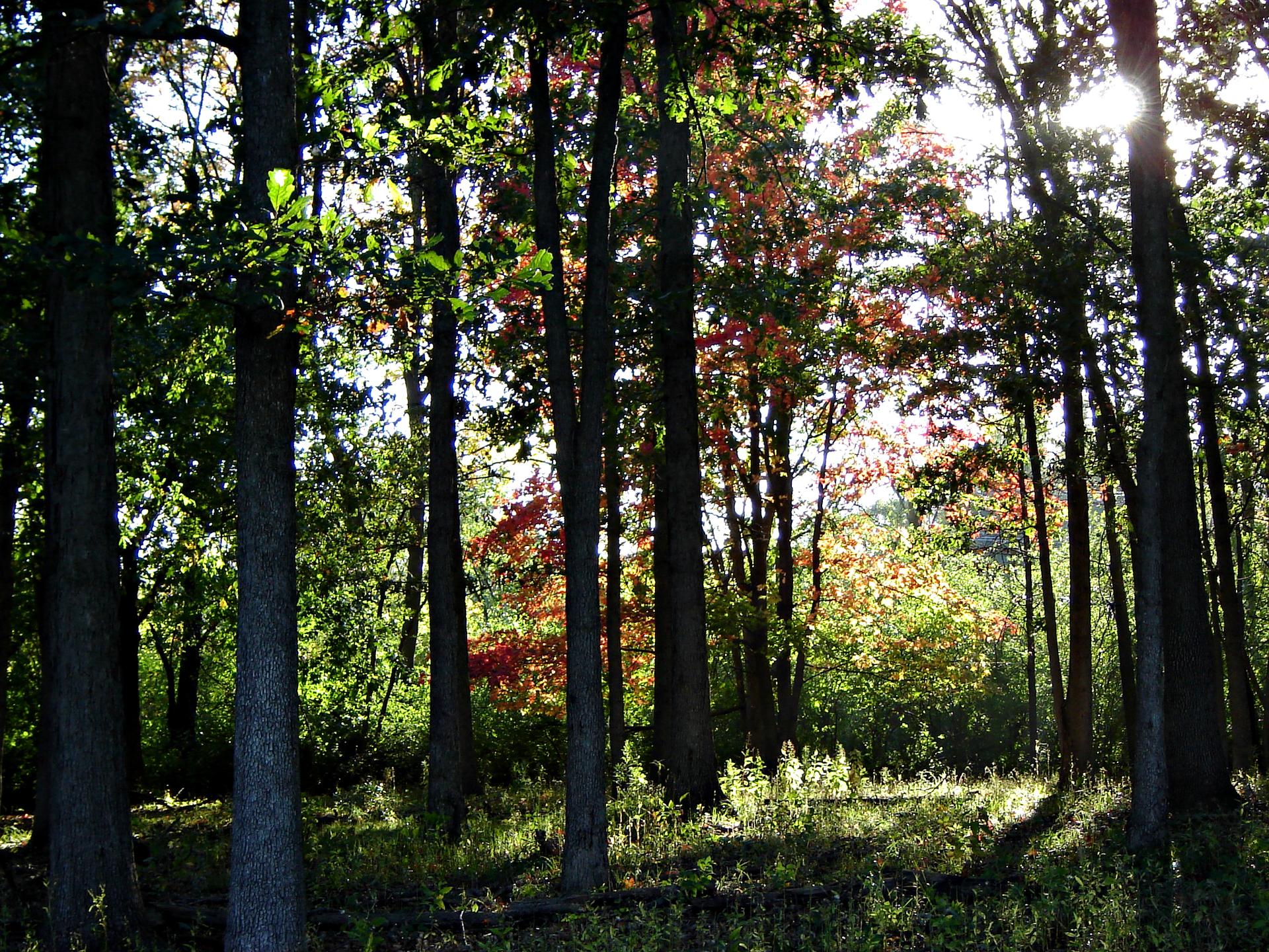 Sunlight filters through a dense forest with tall trees and colorful autumn foliage.