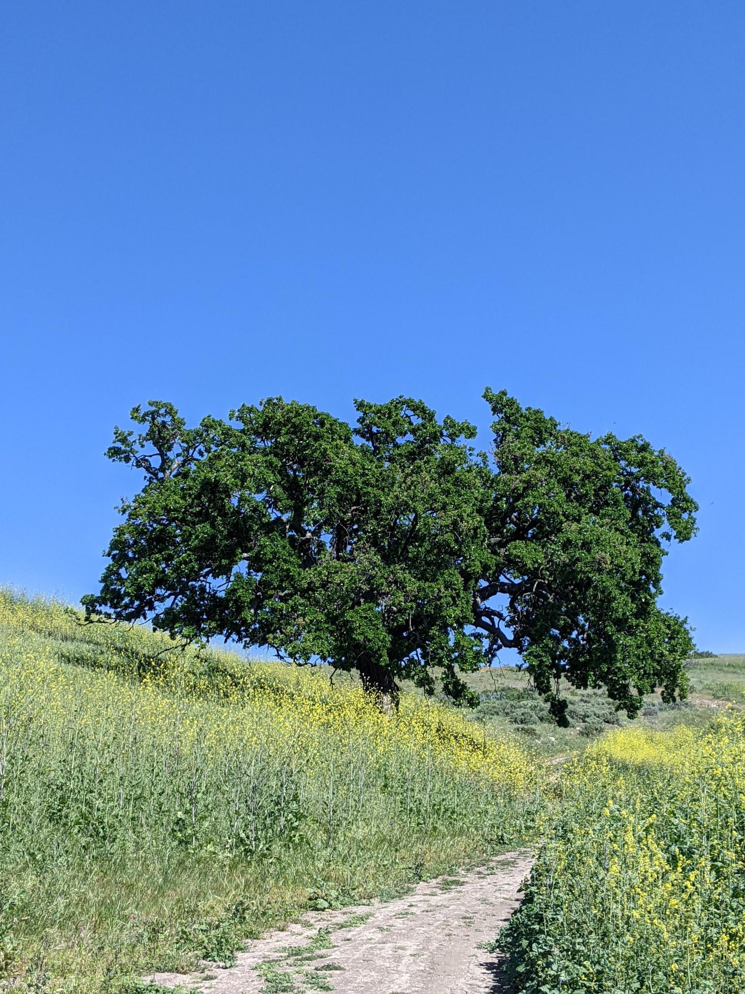 A large green tree stands on a sunny, grassy hill with a dirt path.