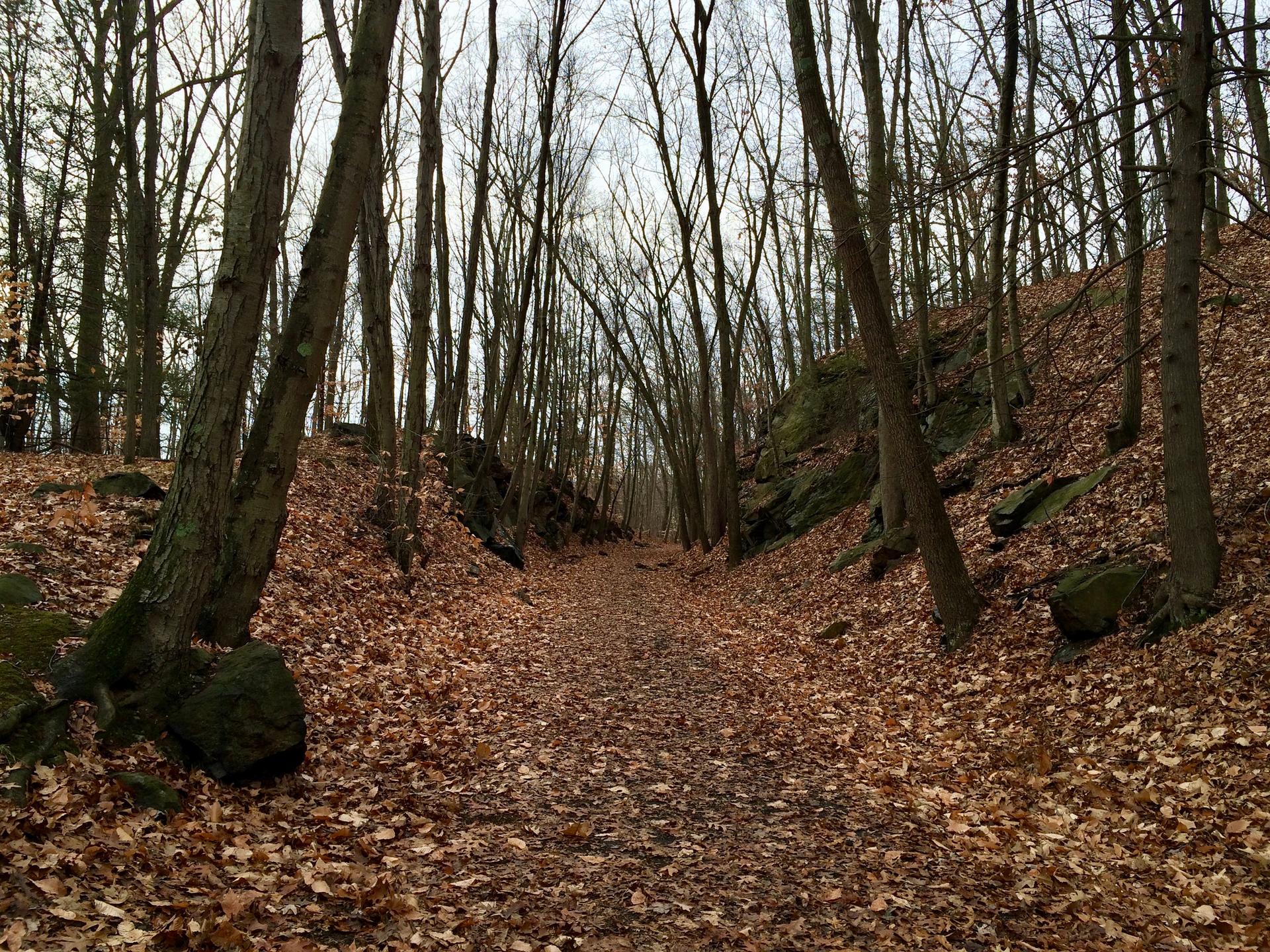 Overcast forest path lined with bare trees and fallen brown leaves.
