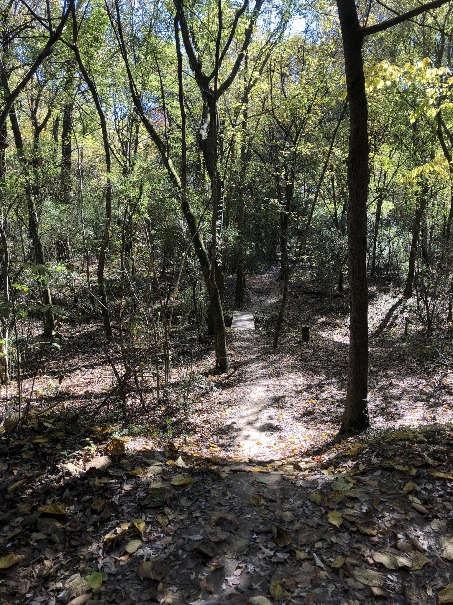 A shaded forest path leads to a small wooden bridge.