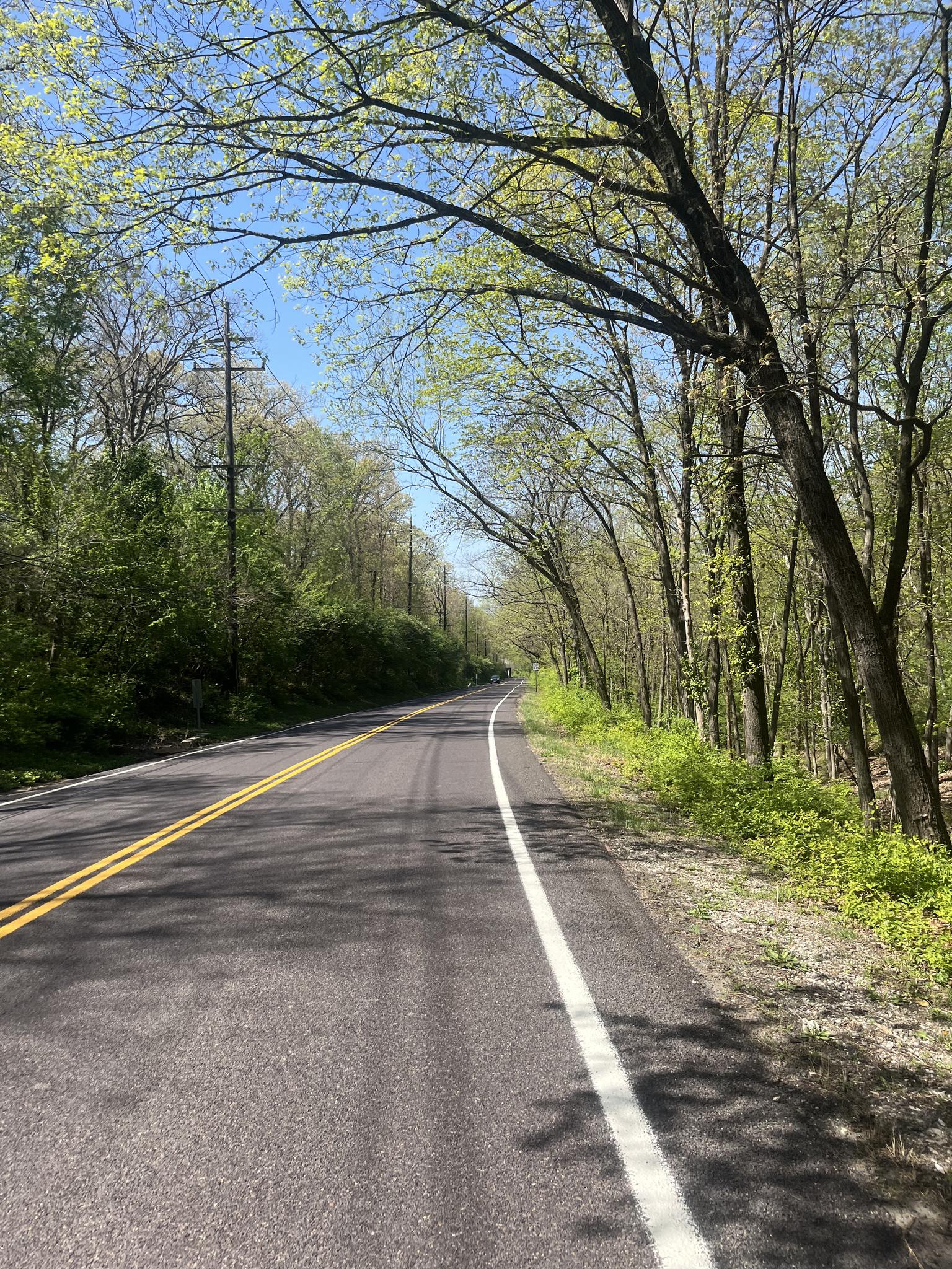 A sunny paved road winds through a forest with green trees.