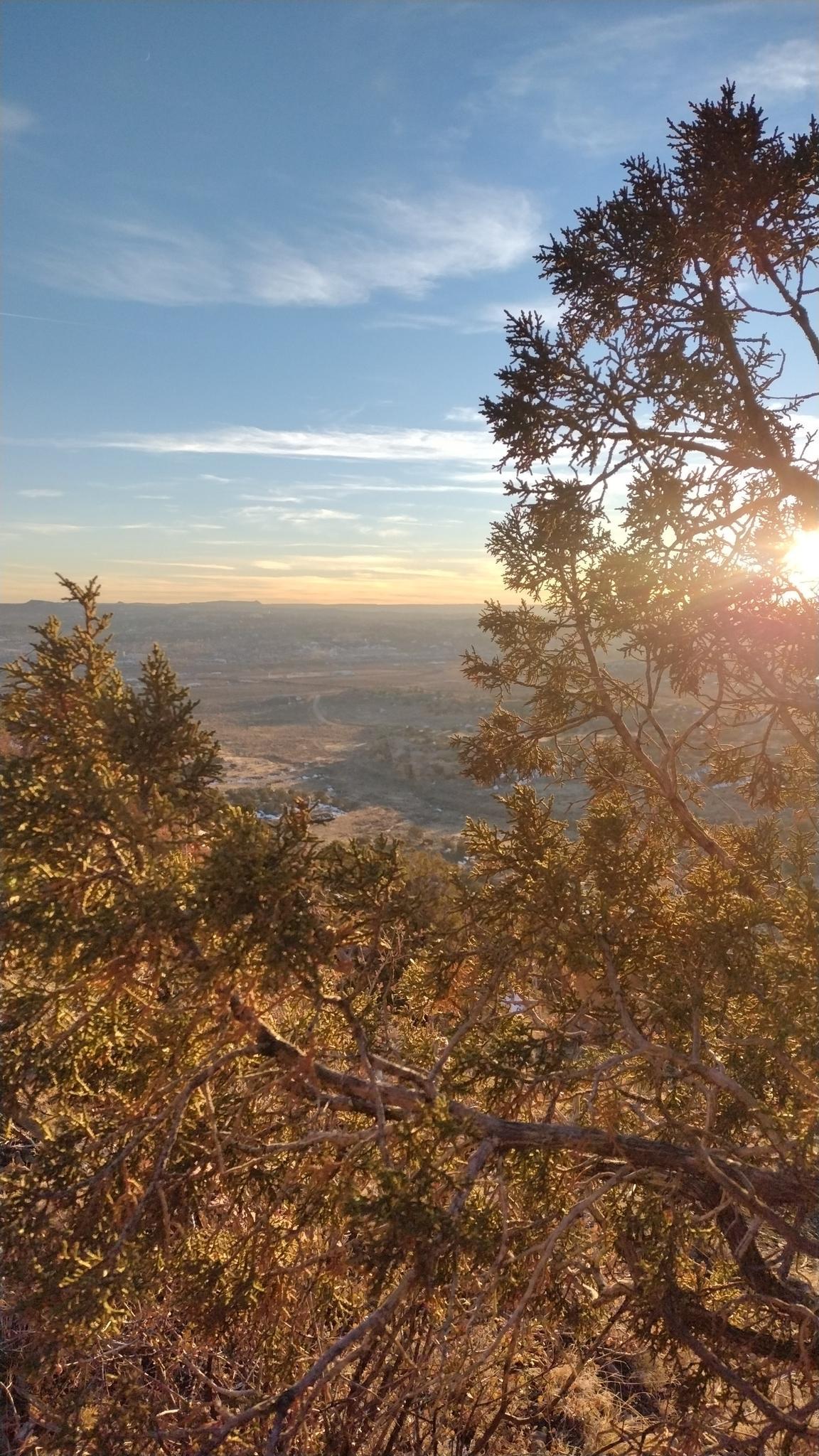 Golden hour sun peeking through evergreen trees overlooking a vast landscape.