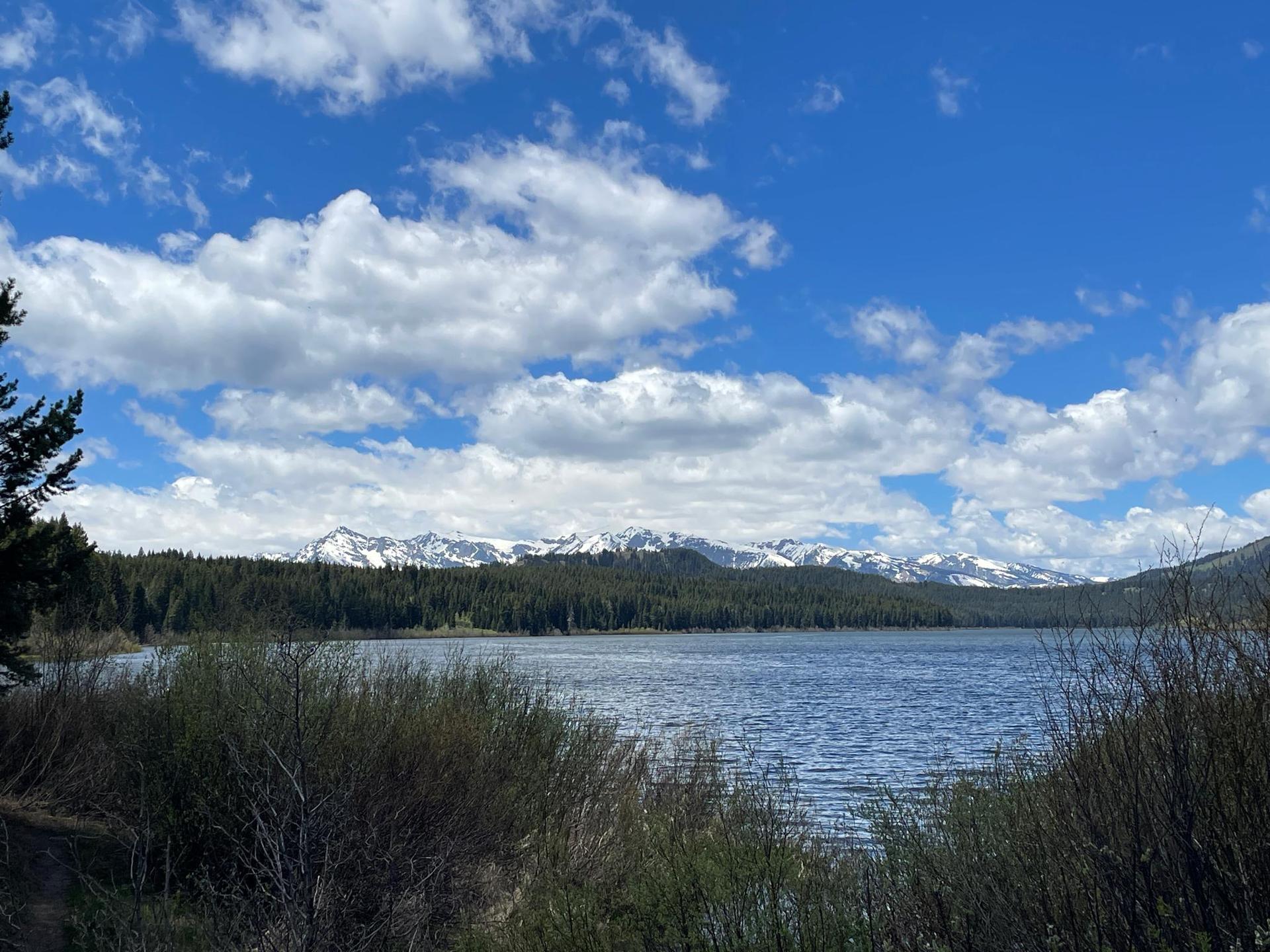 Serene lake with distant snow-capped mountains and forest under a bright blue sky.