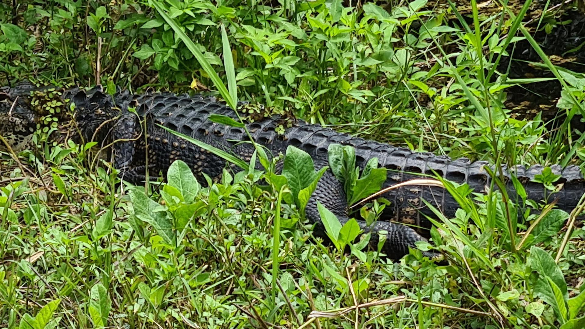 A large alligator camouflaged in dense green foliage under bright natural light.