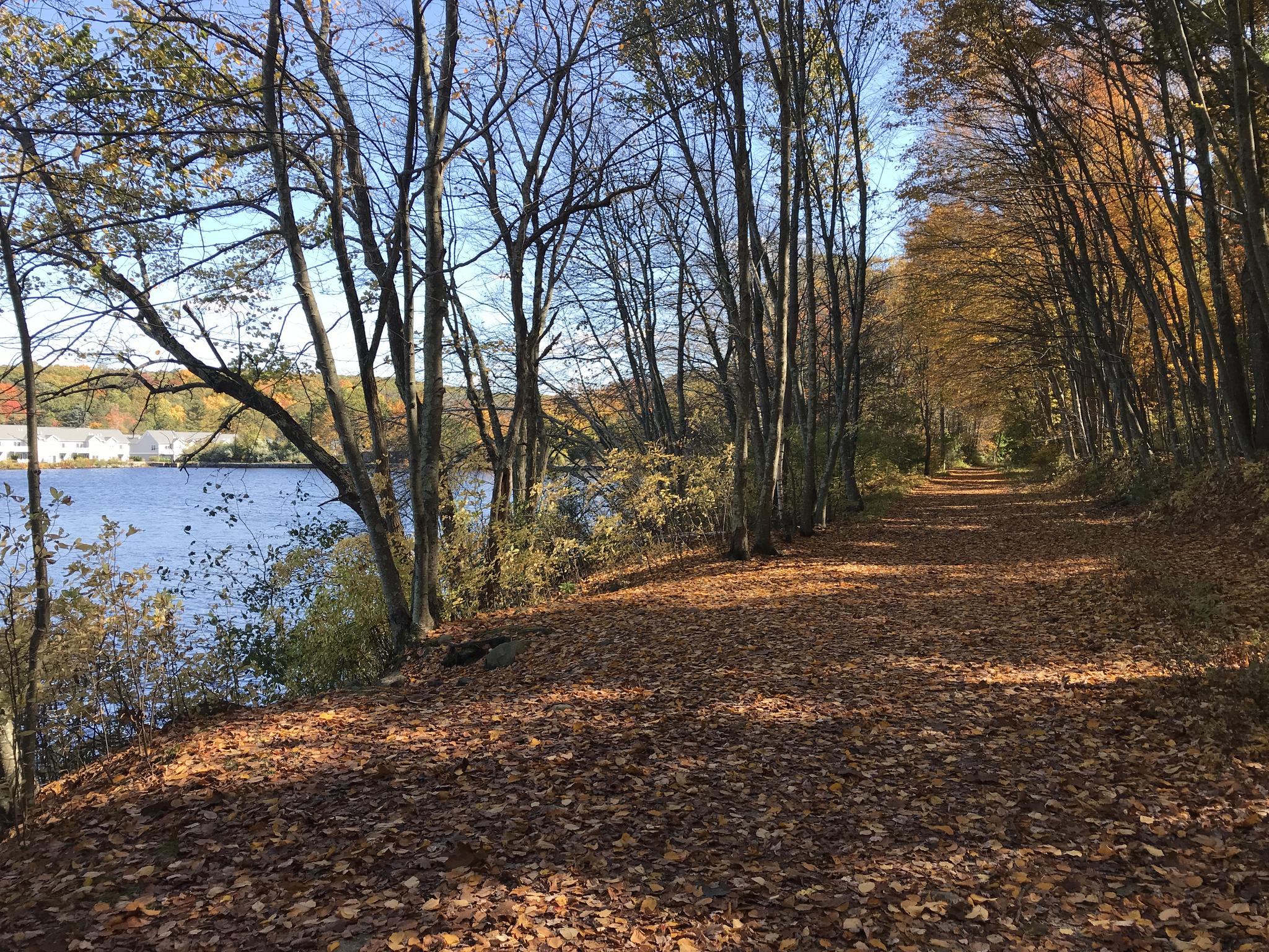 A sunlit path covered in brown leaves, next to a calm body of water.