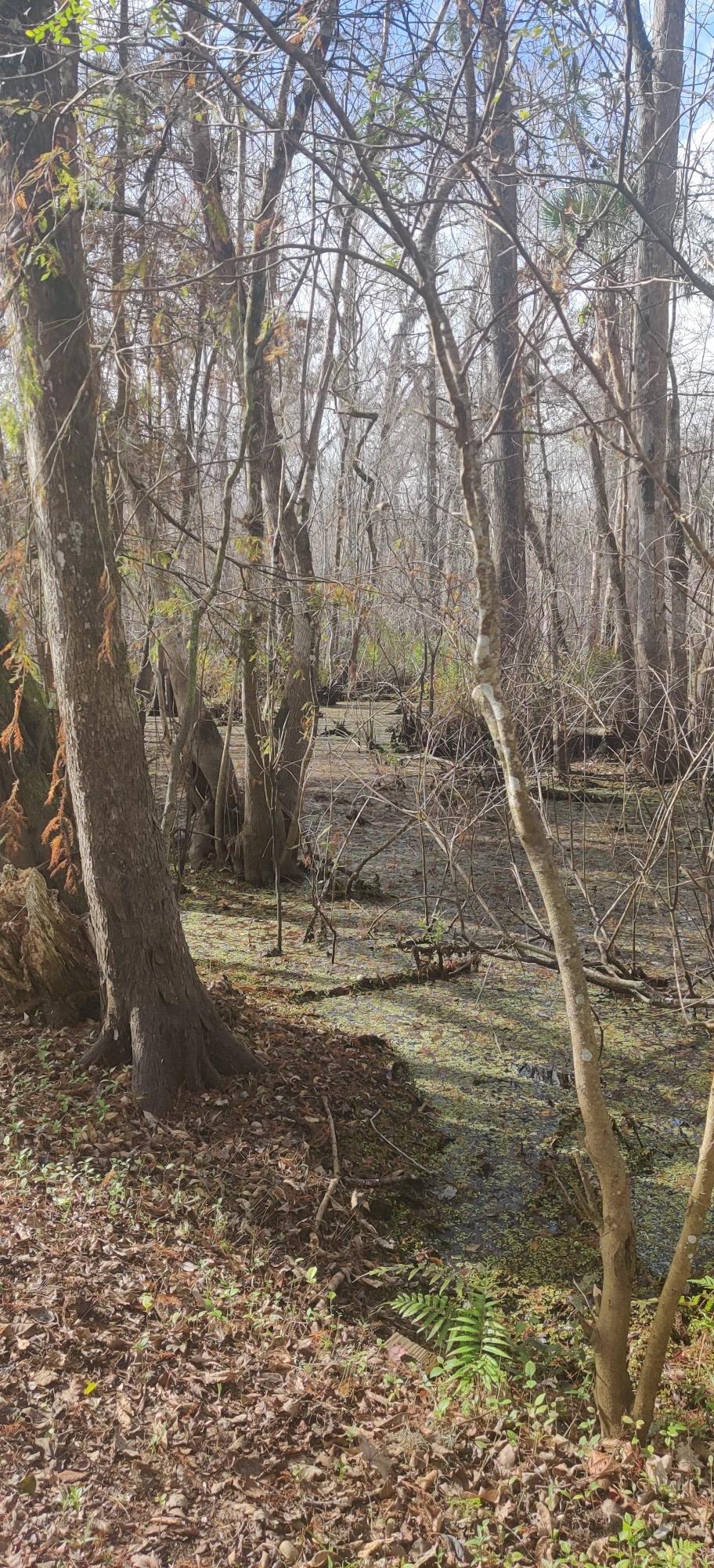 Sunlight illuminates a swampy forest with bare trees and green-covered water.