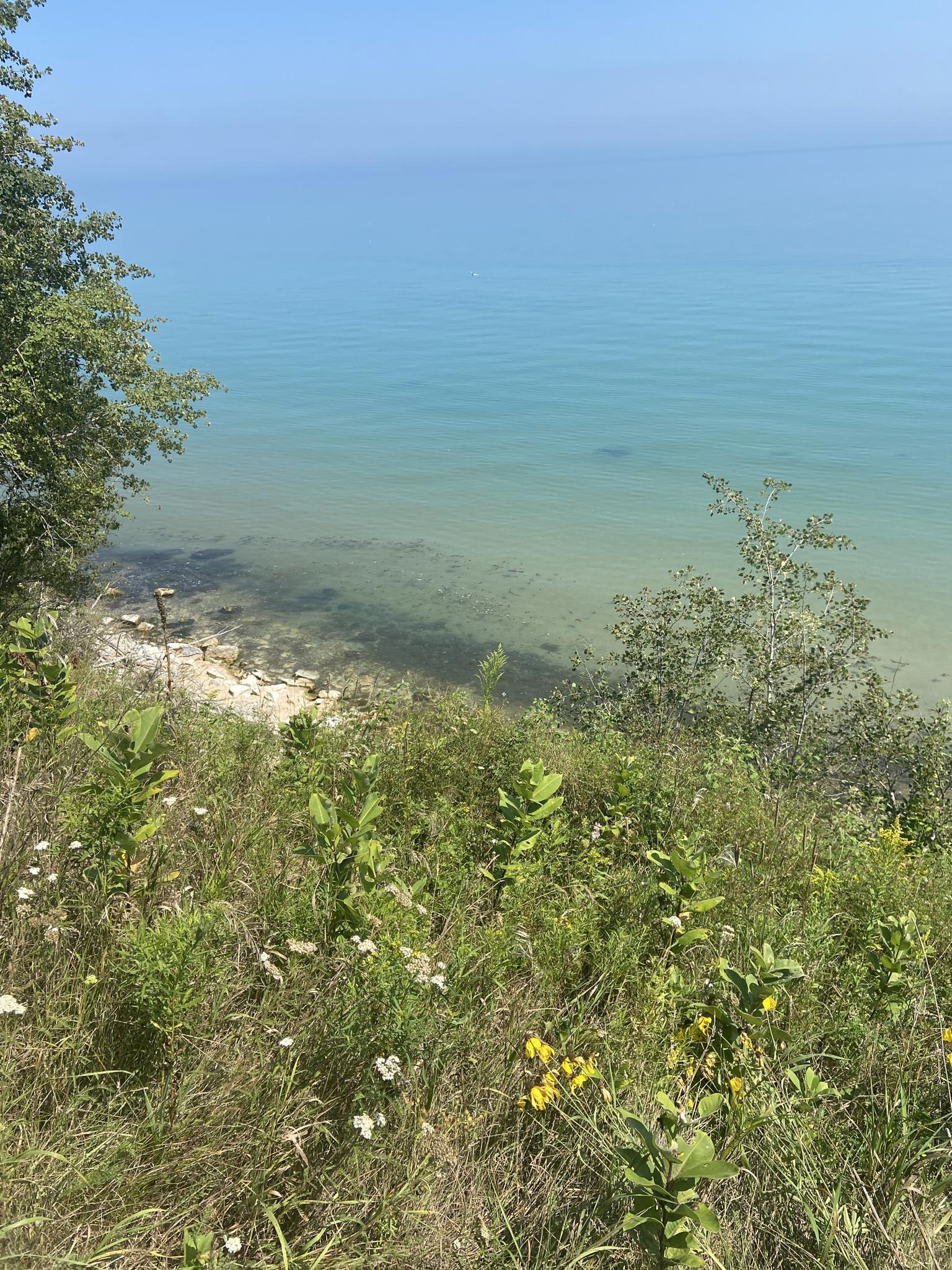 Grassy hillside with wildflowers overlooking clear blue water on a sunny day.