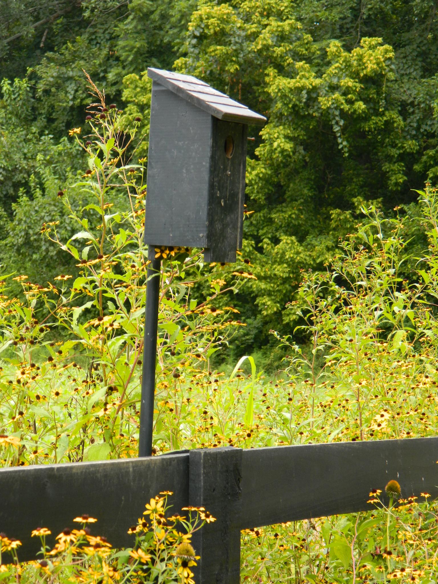 A dark birdhouse on a pole surrounded by yellow wildflowers and green trees.