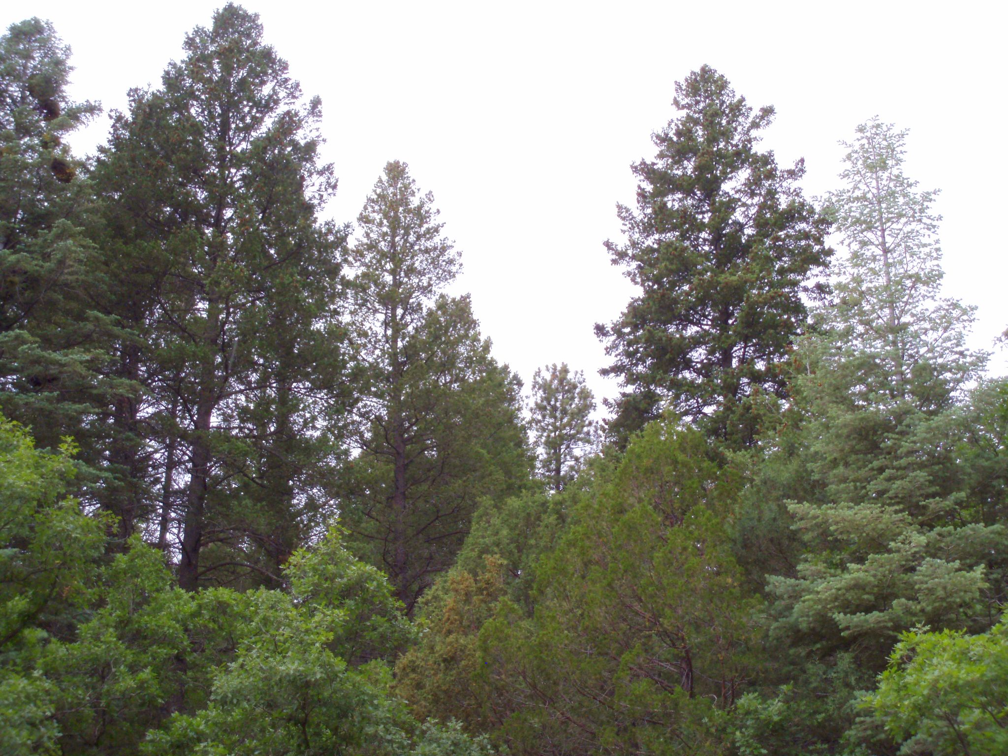Dense forest of tall evergreen trees under a bright, overcast sky. - Sandia Crest loop