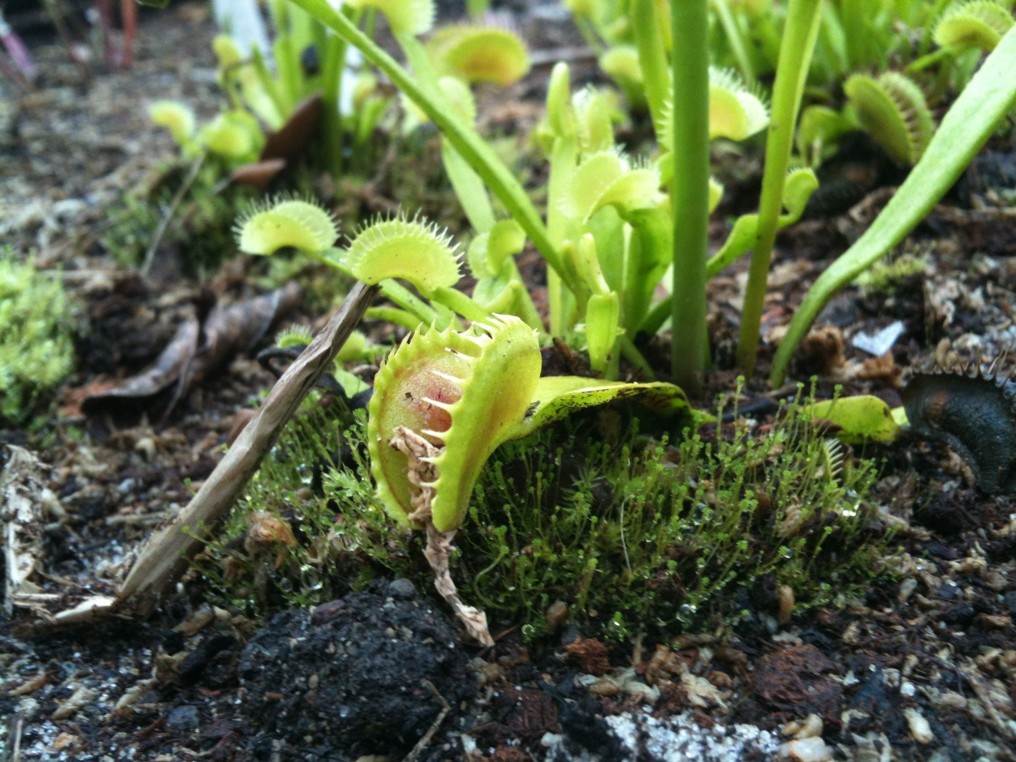 Close-up of an open Venus flytrap among others in soft natural light. - Lewis Ocean Bay Wildlife Preserve