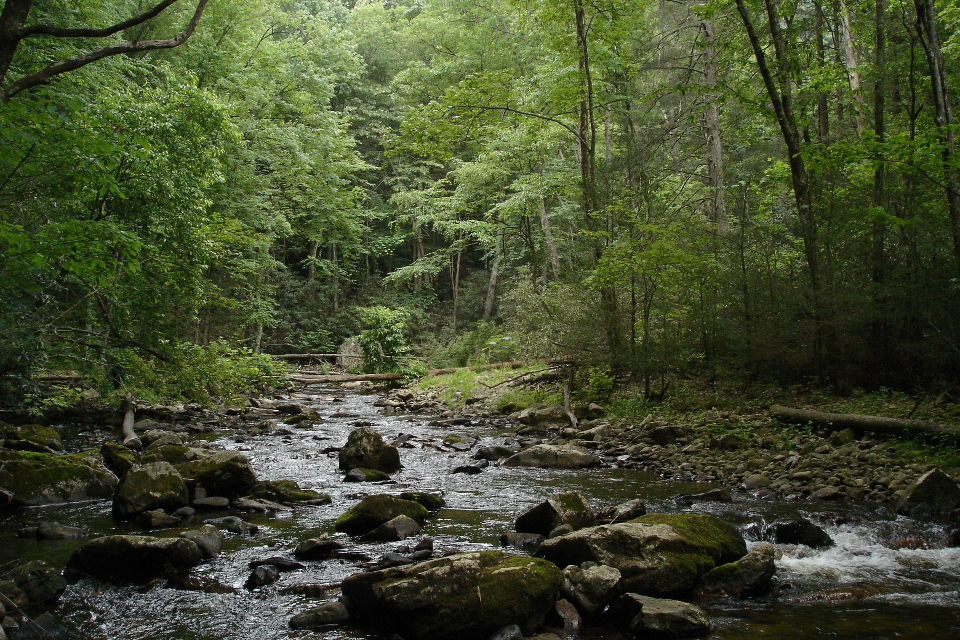 Rocky stream flowing through a dense, lush green forest on an overcast day.