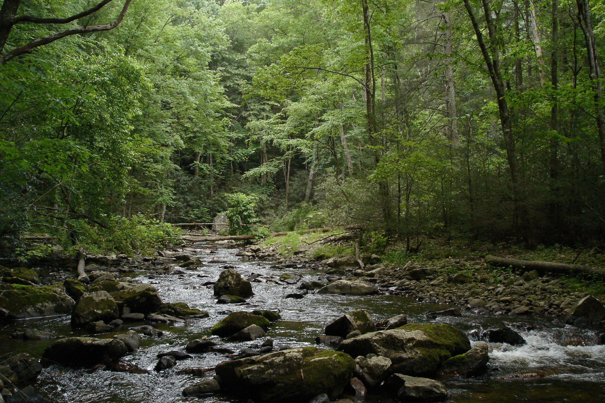 Rocky stream flowing through a dense, lush green forest on an overcast day. - John Muir Trail to Angel Falls Overlook