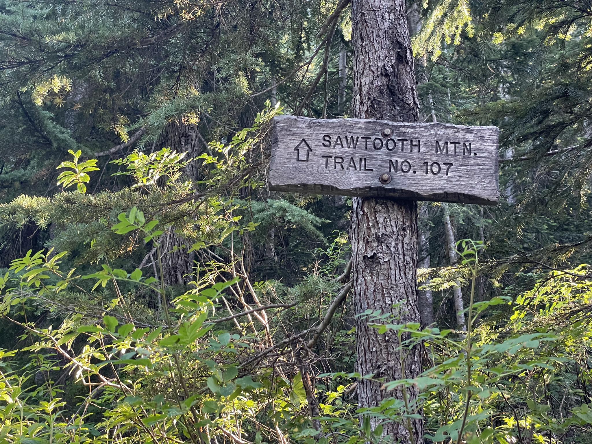 A weathered wooden trail sign attached to a tree in a green forest.