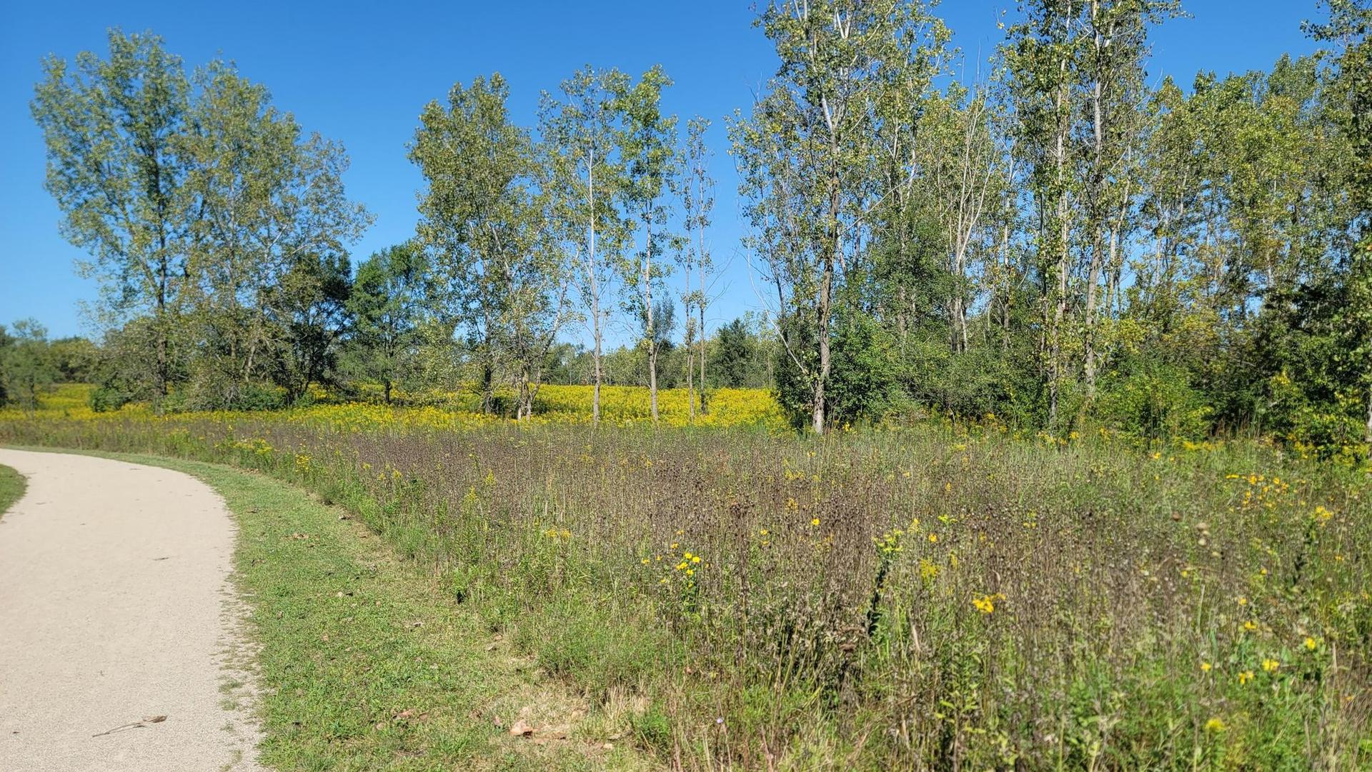 A dirt path curves beside a sunny field of yellow wildflowers and trees.