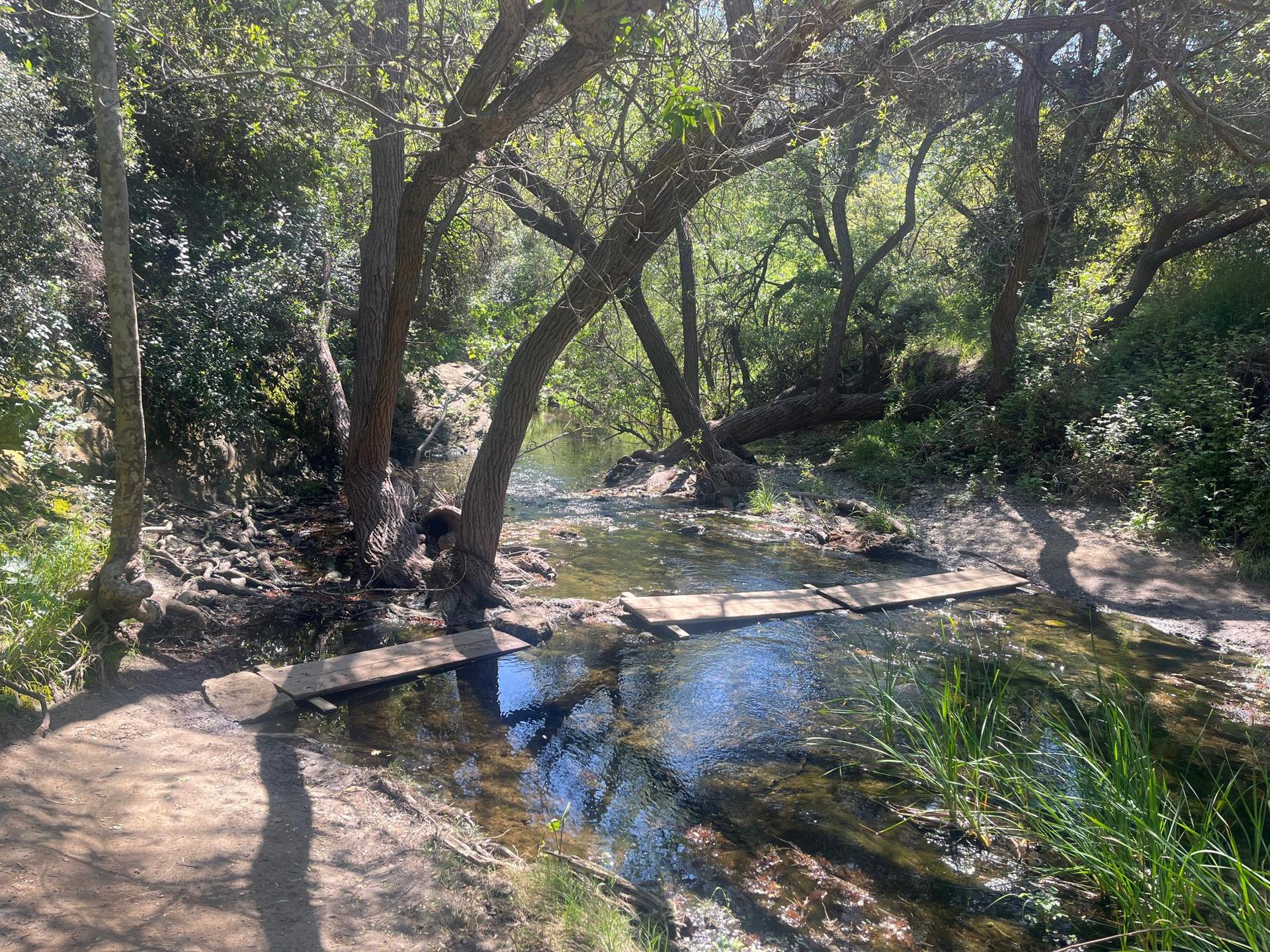Wooden planks form a bridge over a shallow stream in a sun-dappled forest.