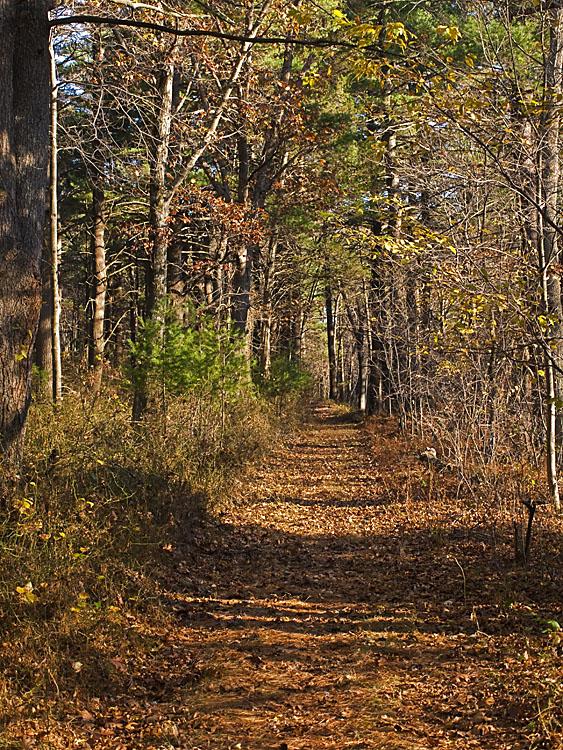 Leaf-covered forest path winding through dense autumn trees in sunlight.