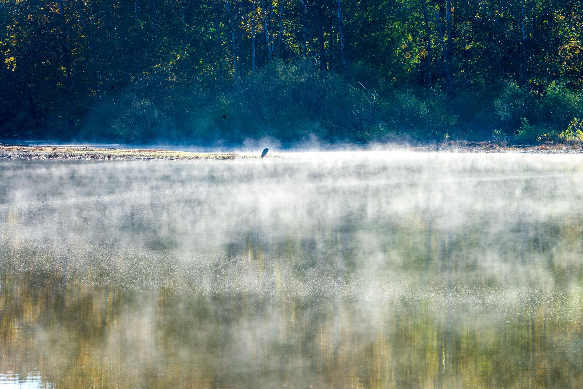 Morning mist over a reflective lake with a dark forest backdrop.