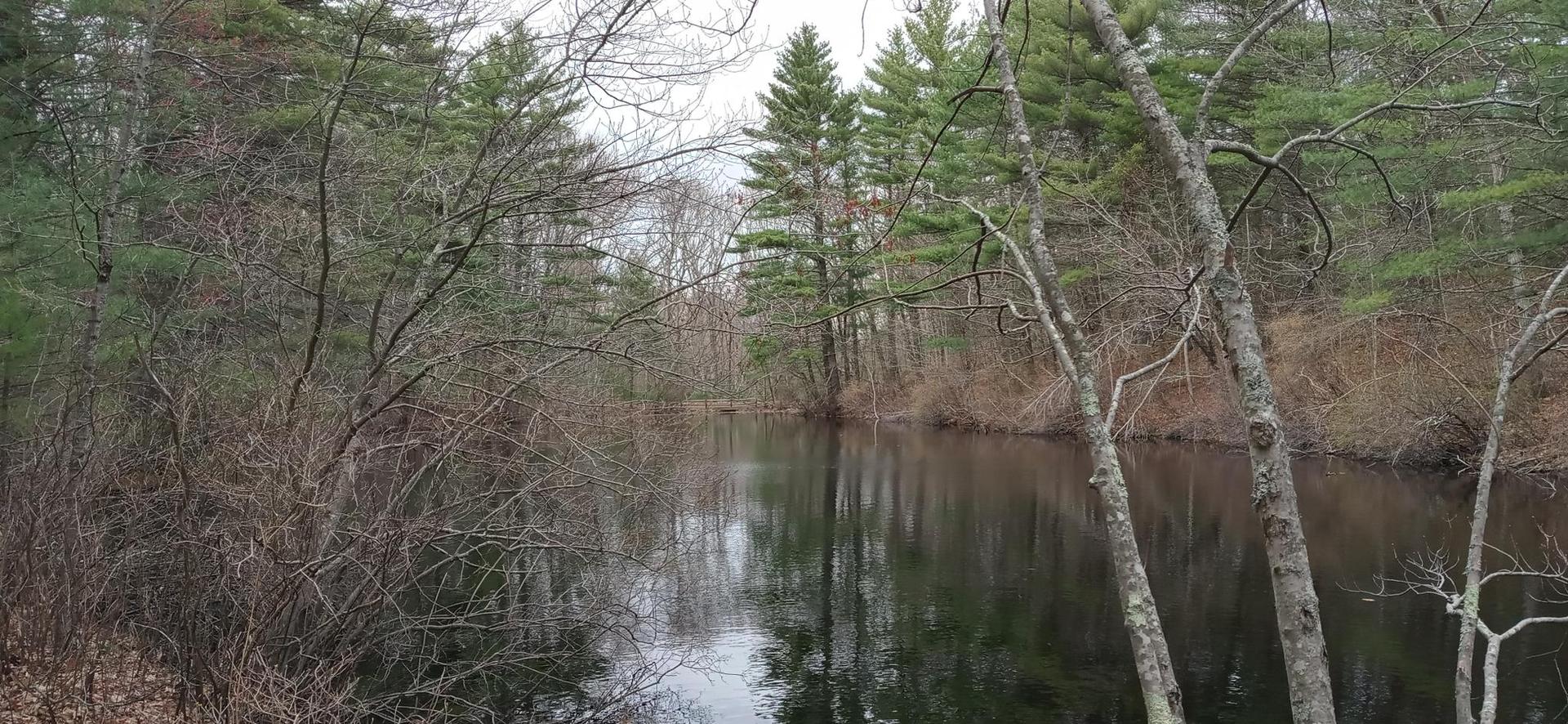 Overcast view of a calm dark pond surrounded by dense trees and brush.