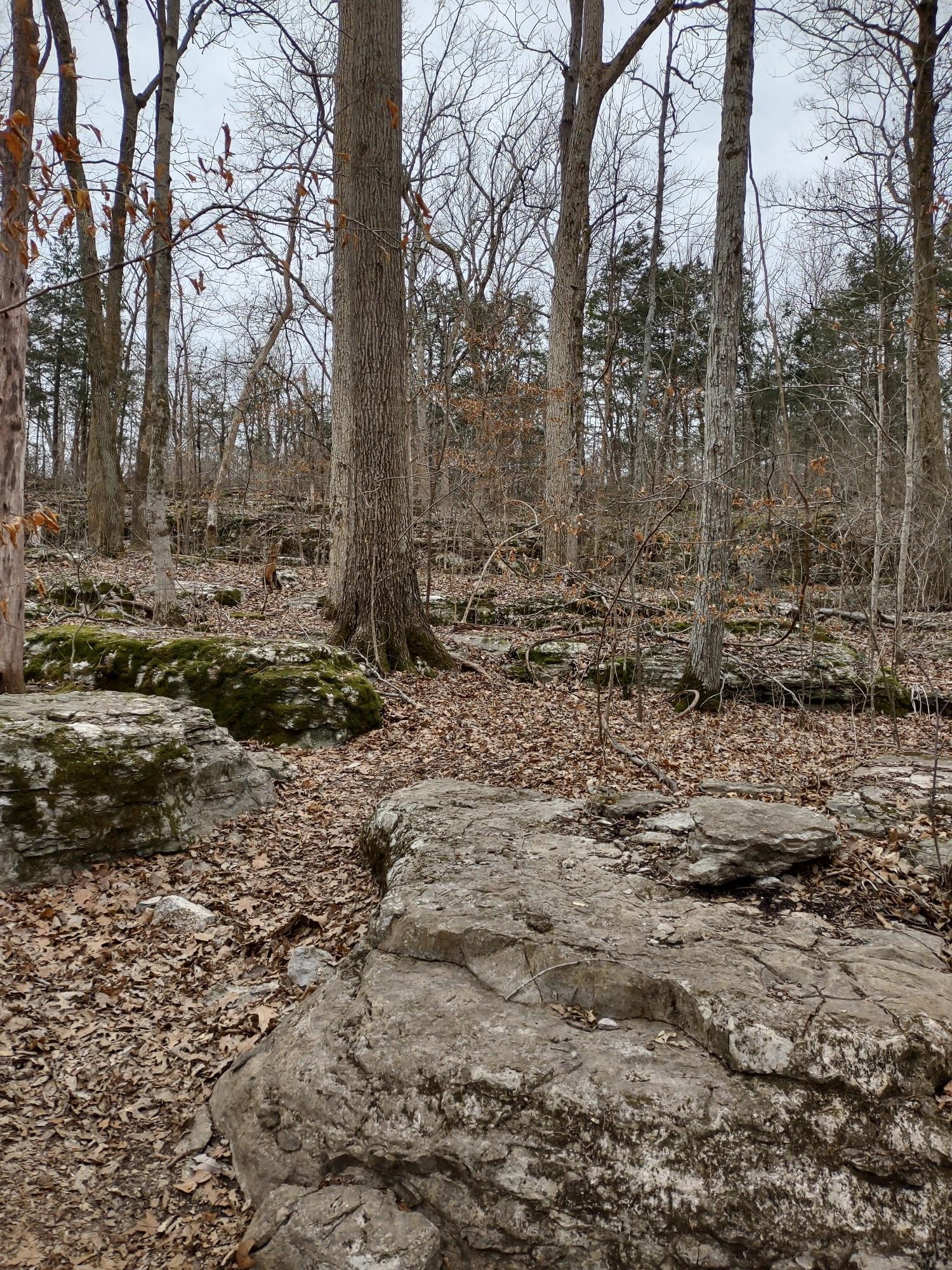 Bare trees stand among mossy rocks and fallen leaves in a muted forest.